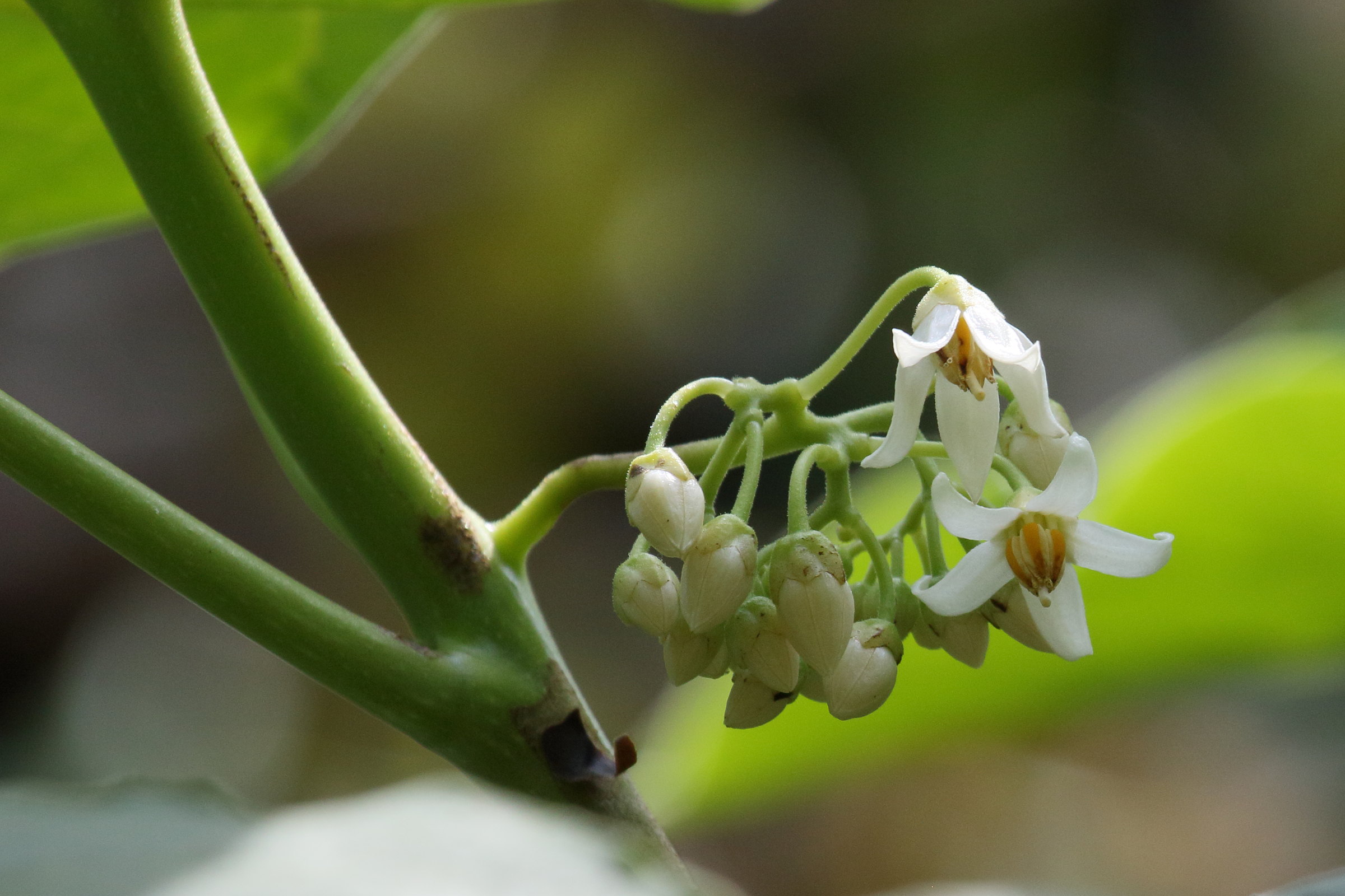 Afficher le média solanum_betaceum_4bd solanum_betaceum_4bd