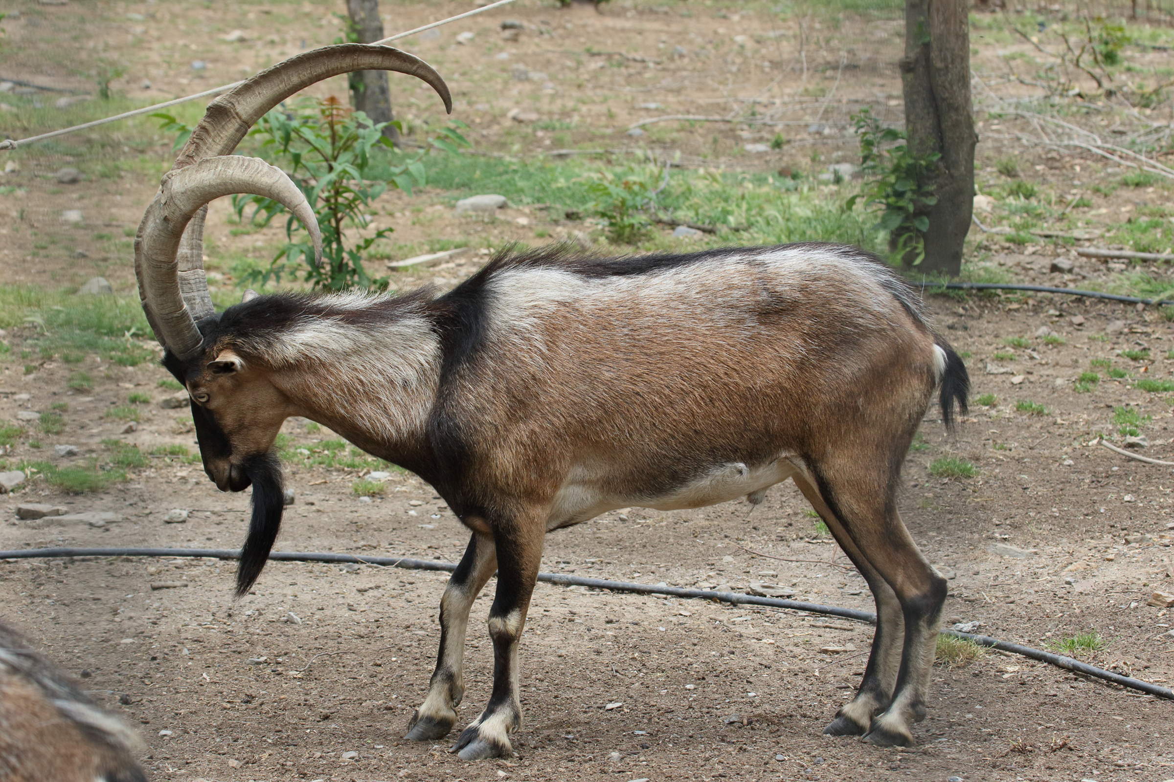 capra_aegagrus_creticus1bd