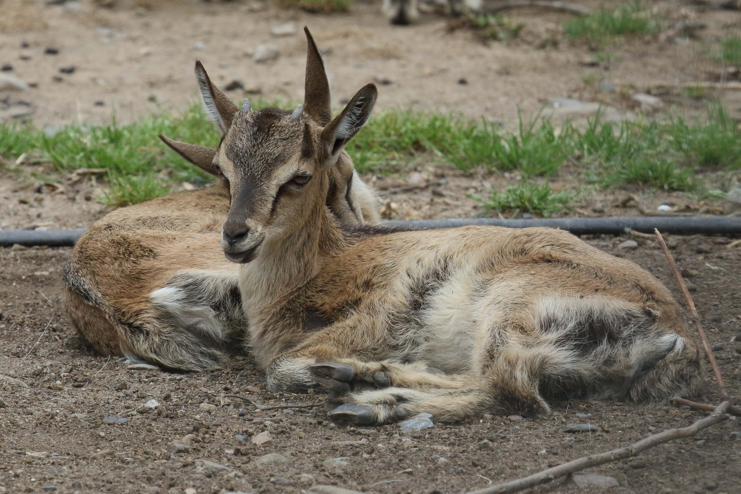 capra_aegagrus_creticus2bd