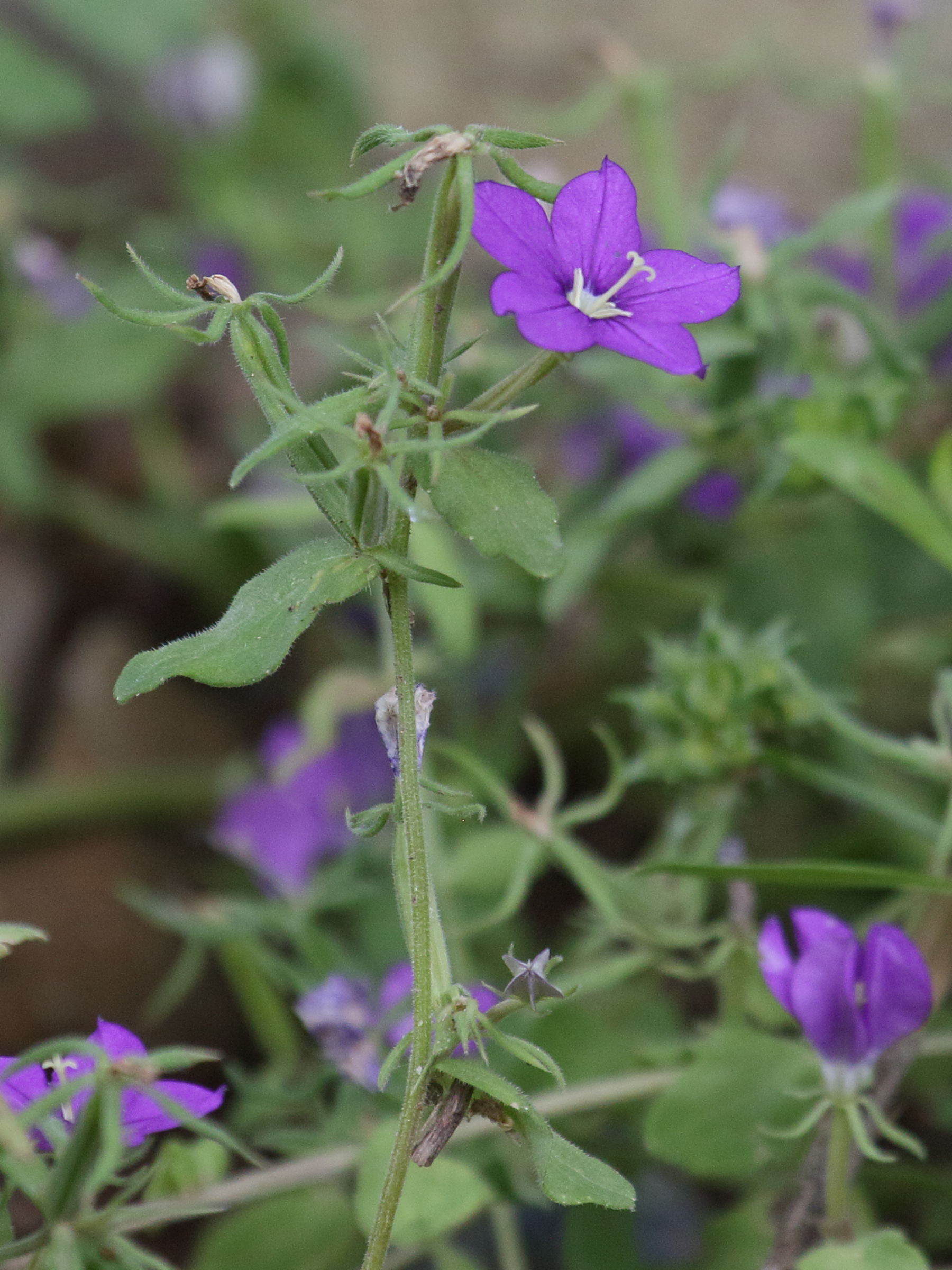 Afficher le média legousia_speculum-veneris5bd legousia_speculum-veneris5bd