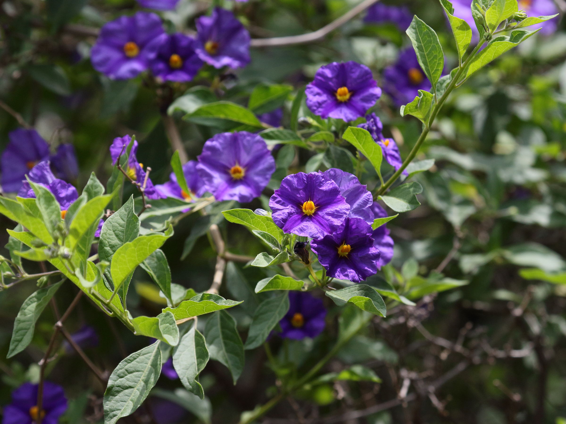 Afficher le média lycianthes_rantonnei1bd lycianthes_rantonnei1bd