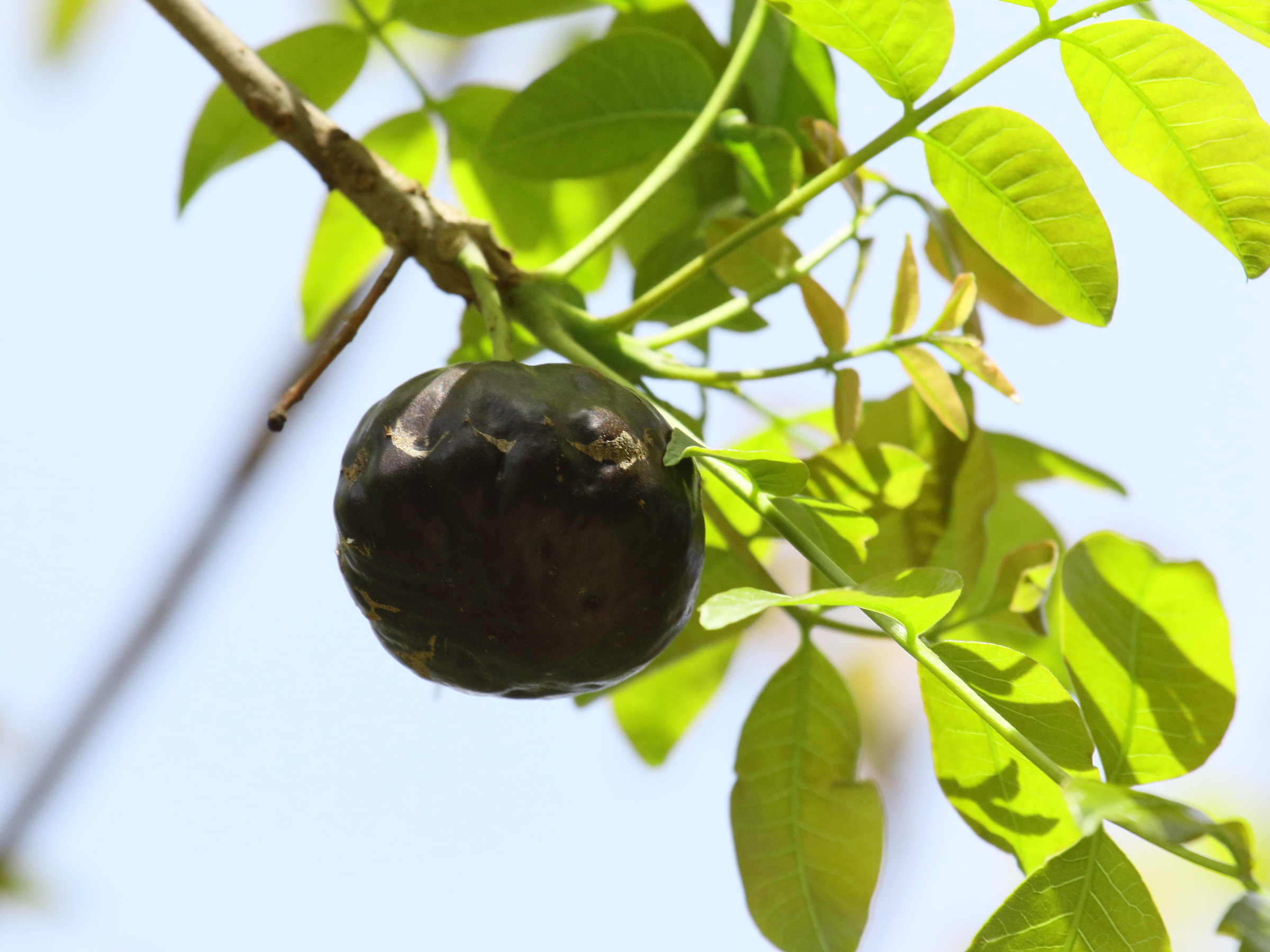 Afficher le média pleiogynum_timorense1bd pleiogynum_timorense1bd