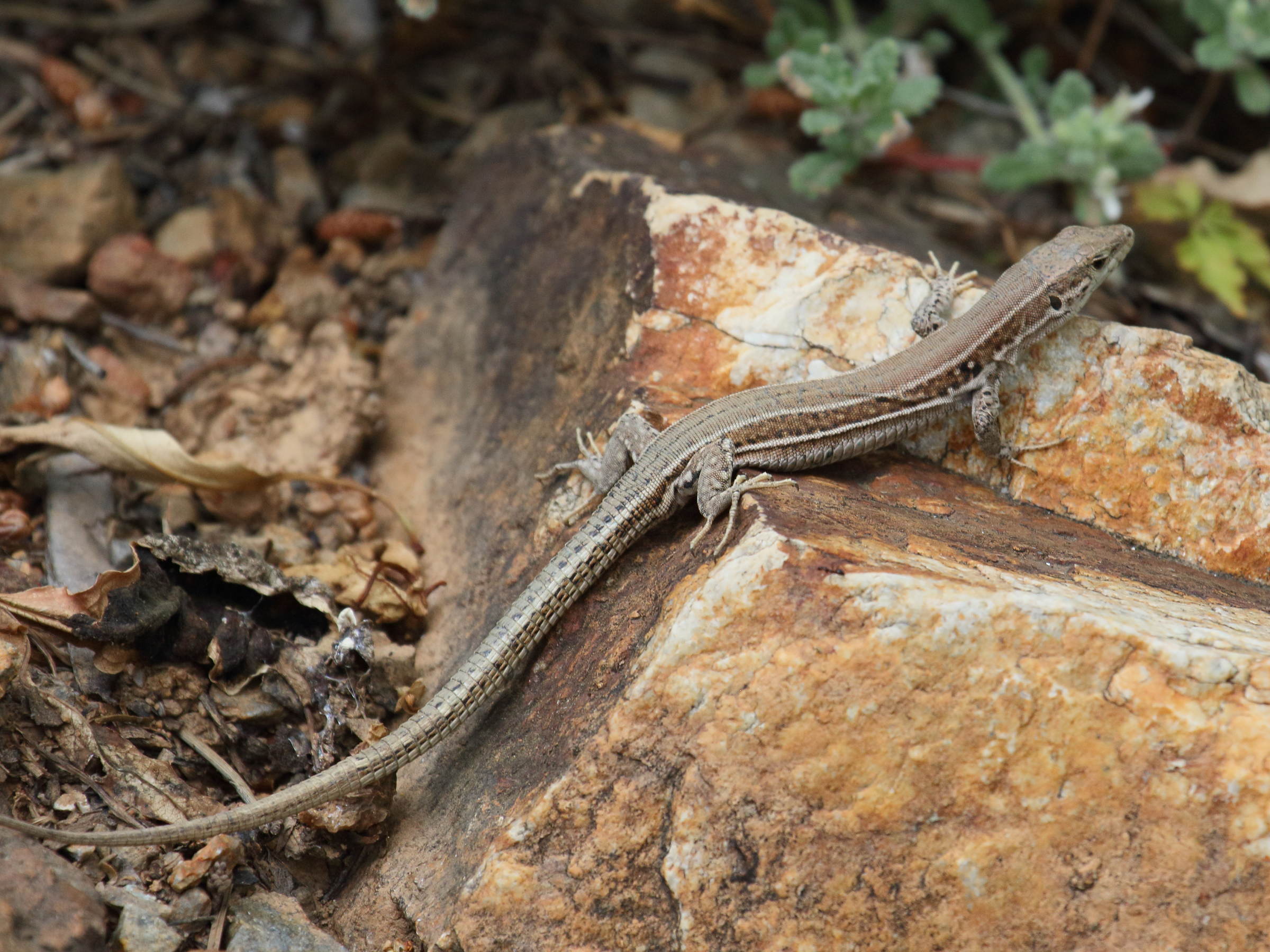 podarcis_cretensis1bd