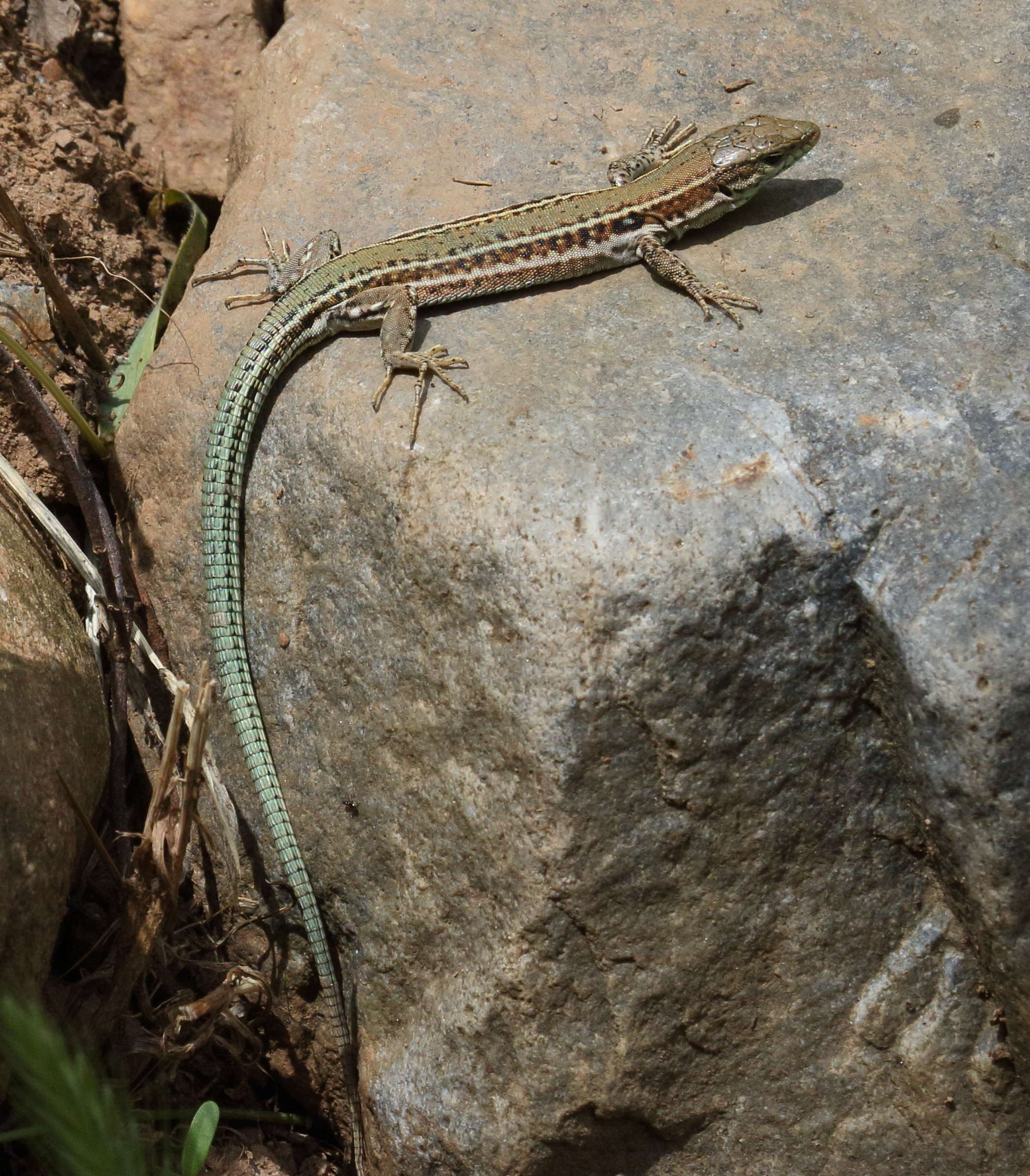 podarcis_cretensis2bd