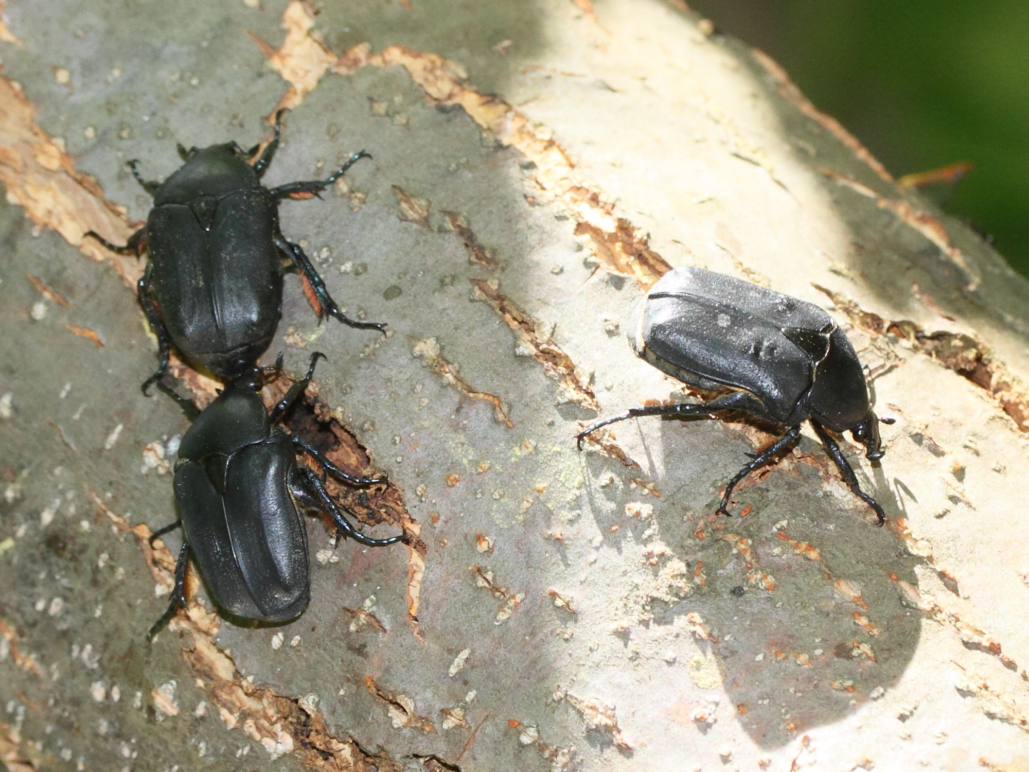 protaetia_cretica1md