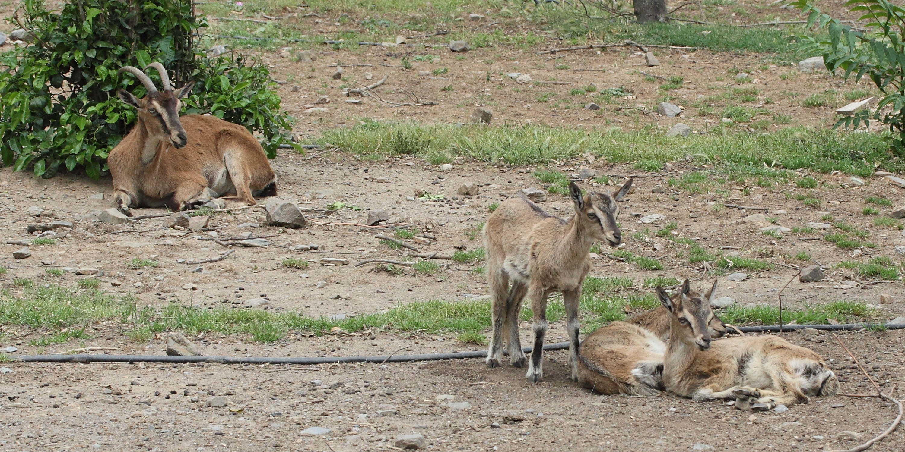 capra_aegagrus_creticus3md