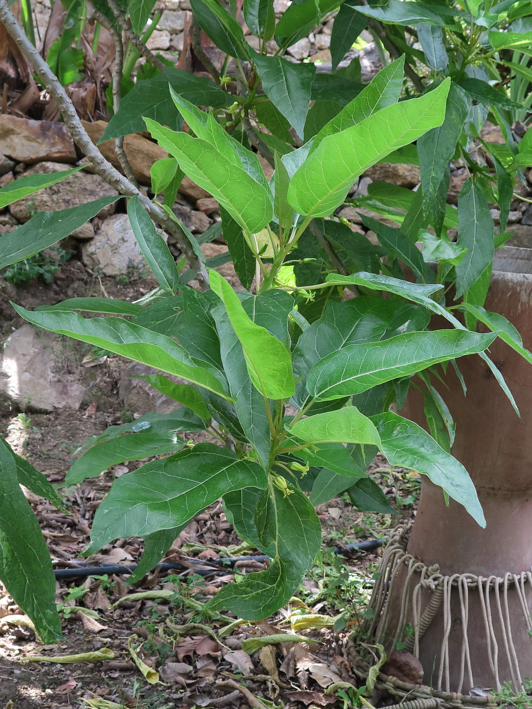 Afficher le média carica_quercifolia5md carica_quercifolia5md