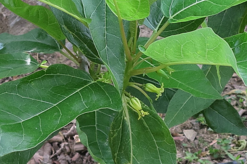 Afficher le média carica_quercifolia6md carica_quercifolia6md