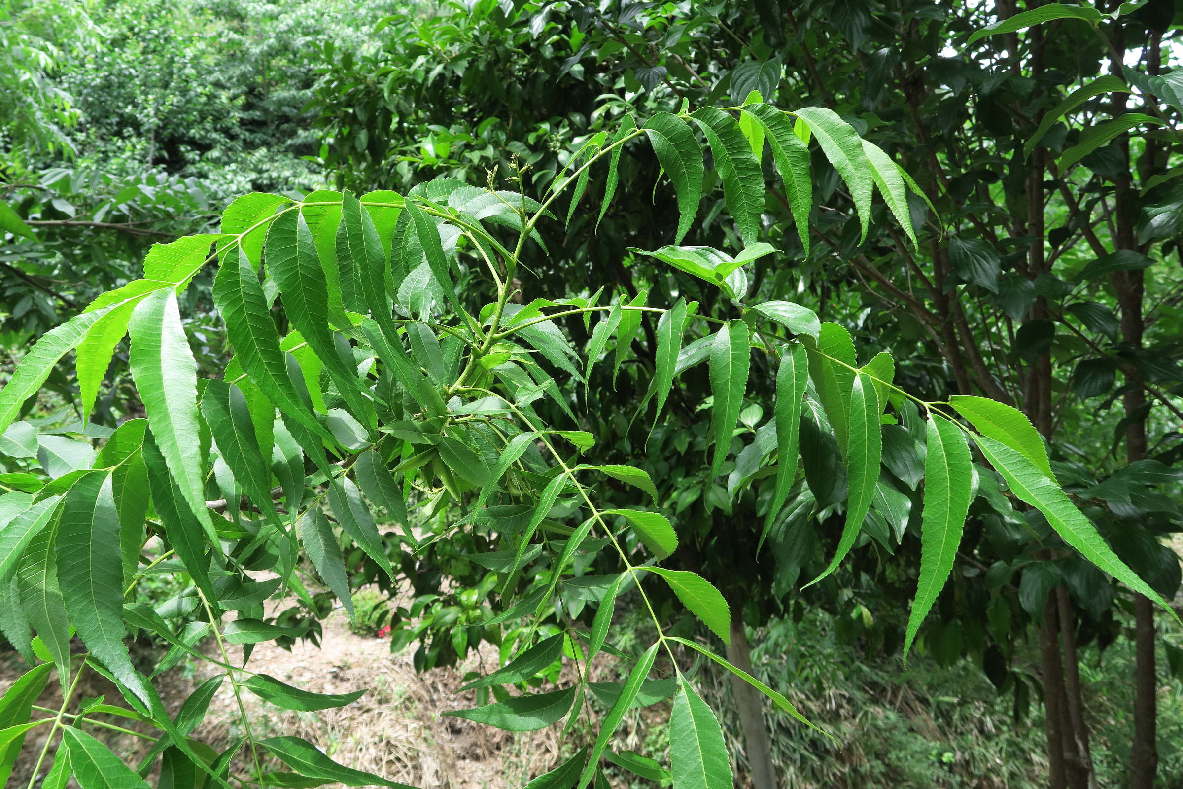 carya_illinoinensis1md