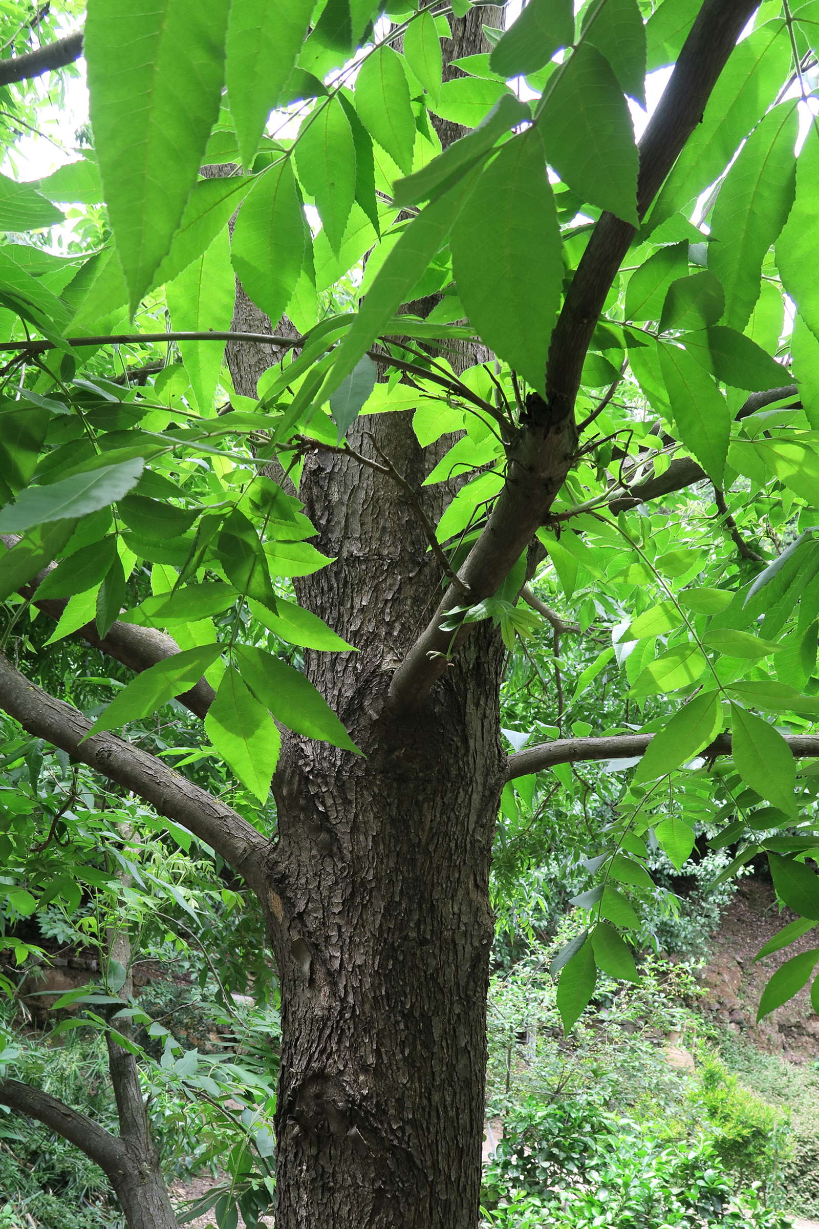 carya_illinoinensis2md