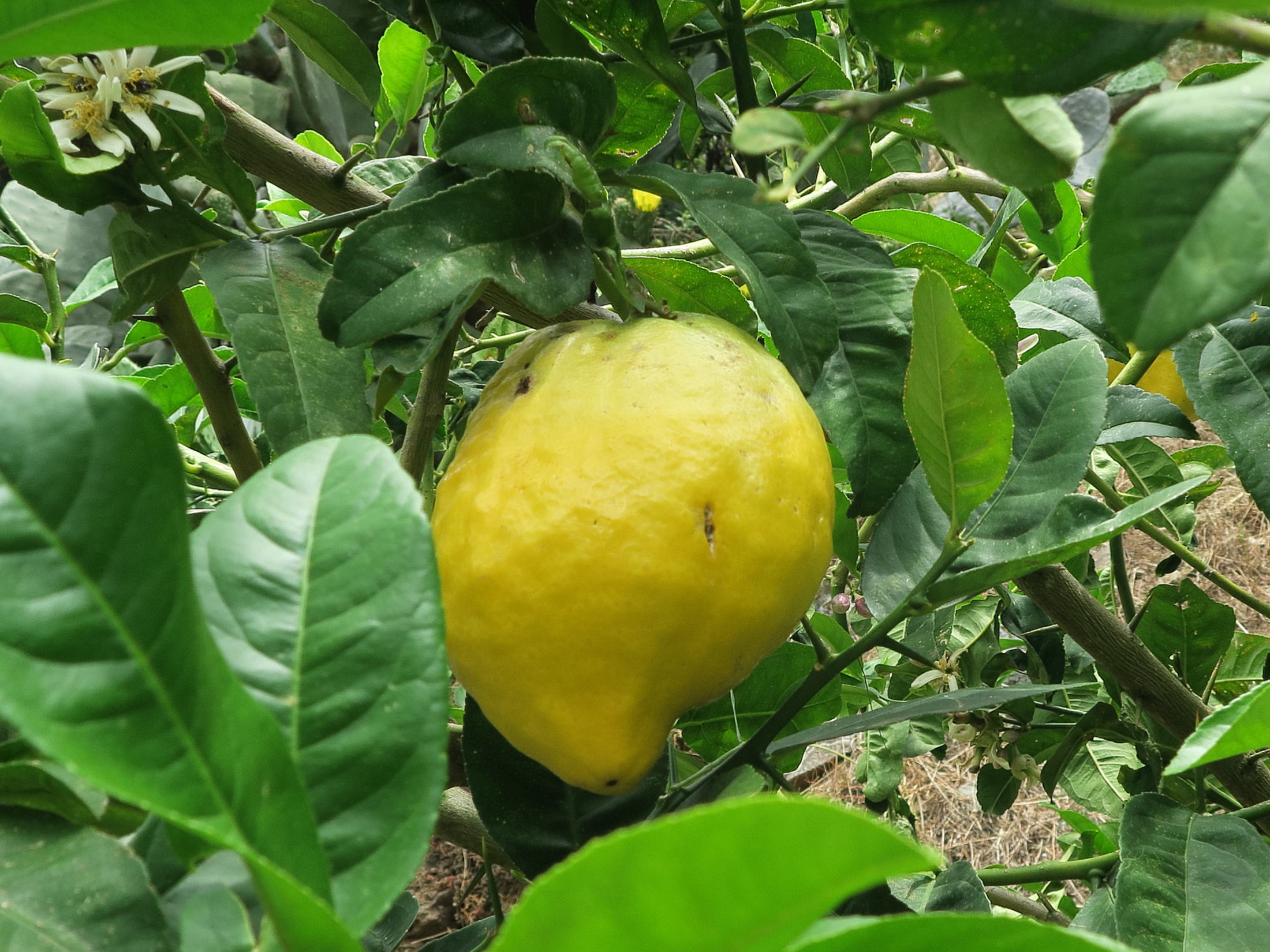 citrus_medica5md