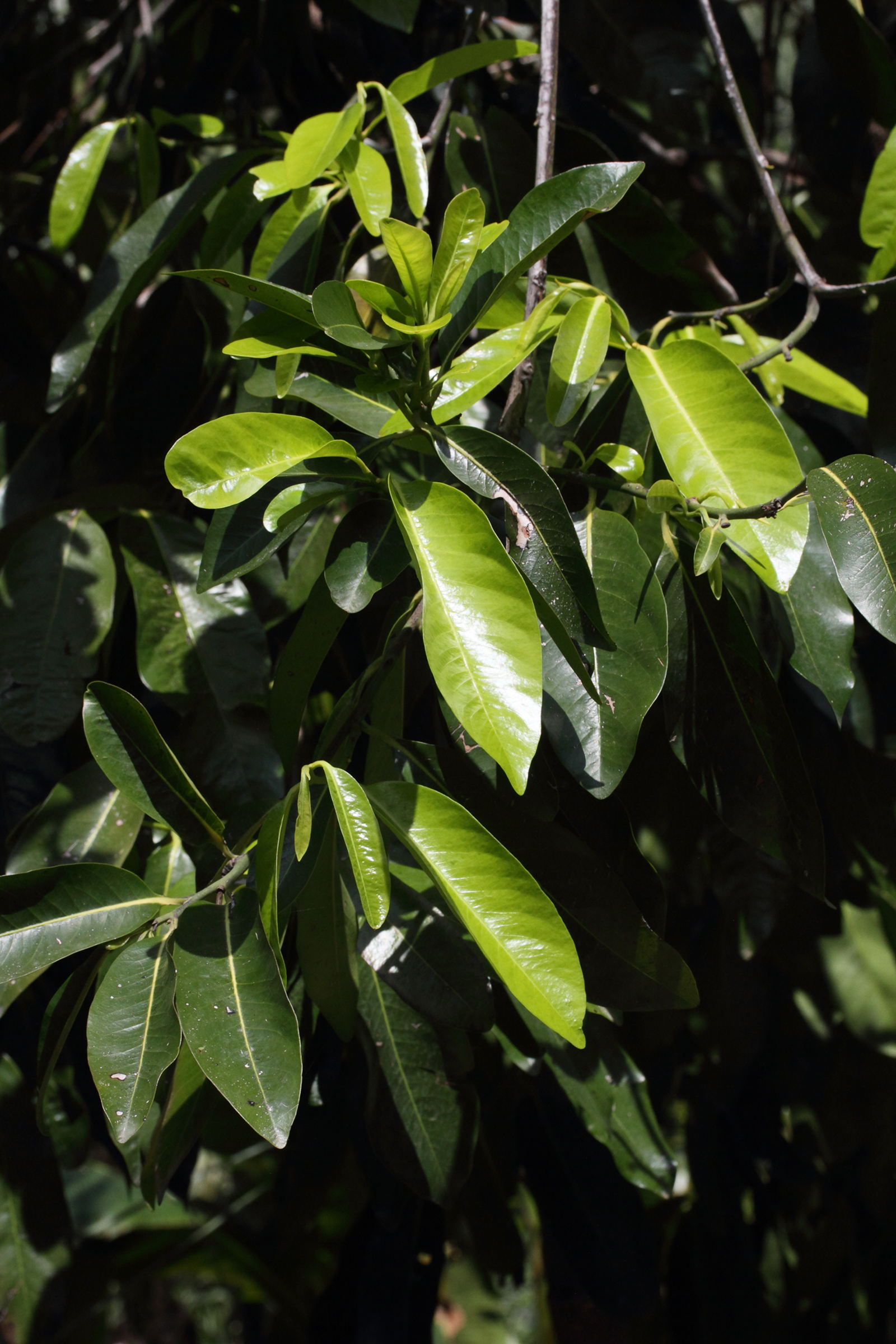 Afficher le média diospyros_digyna4md diospyros_digyna4md