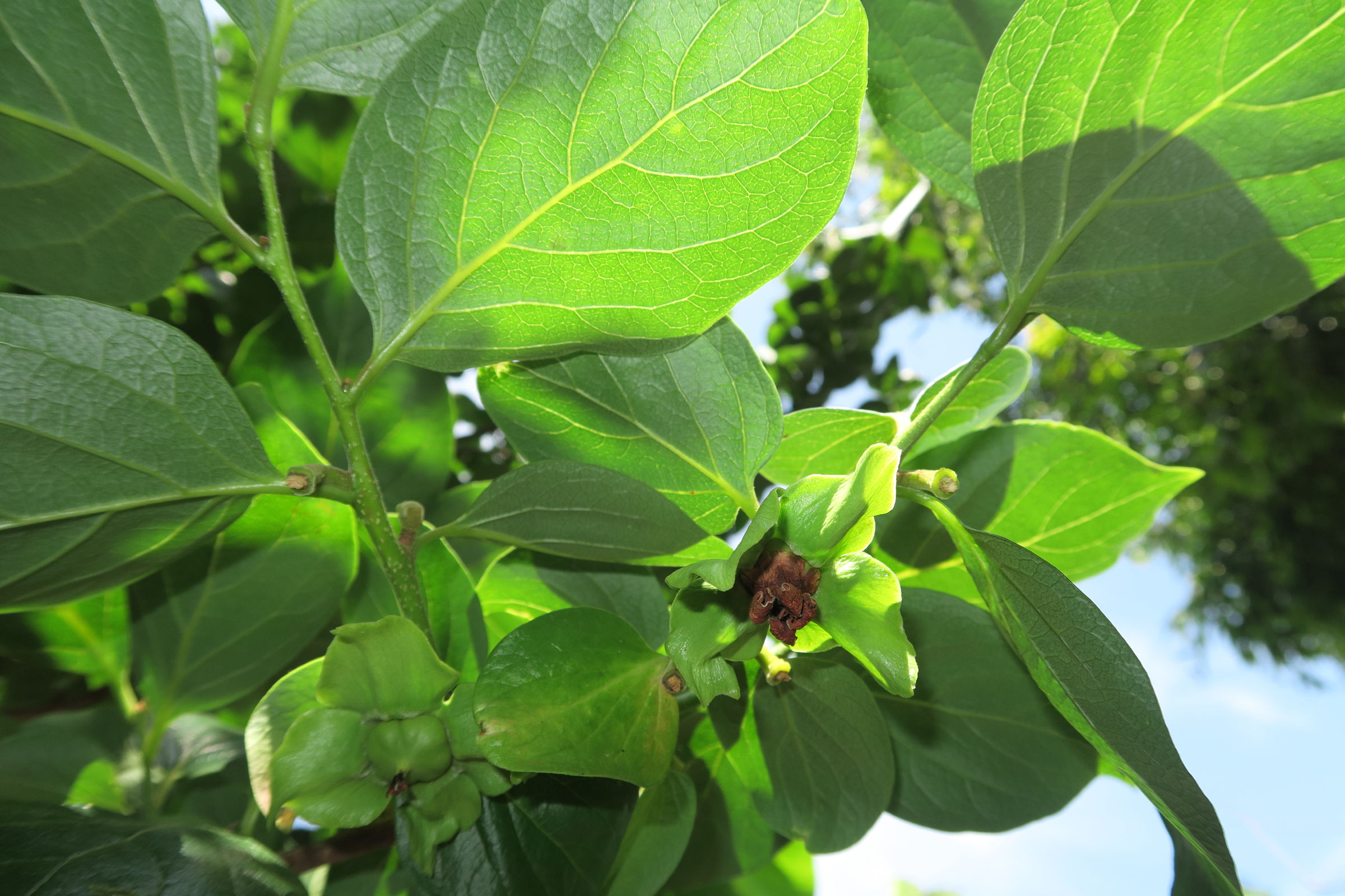 Afficher le média diospyros_kaki3md diospyros_kaki3md