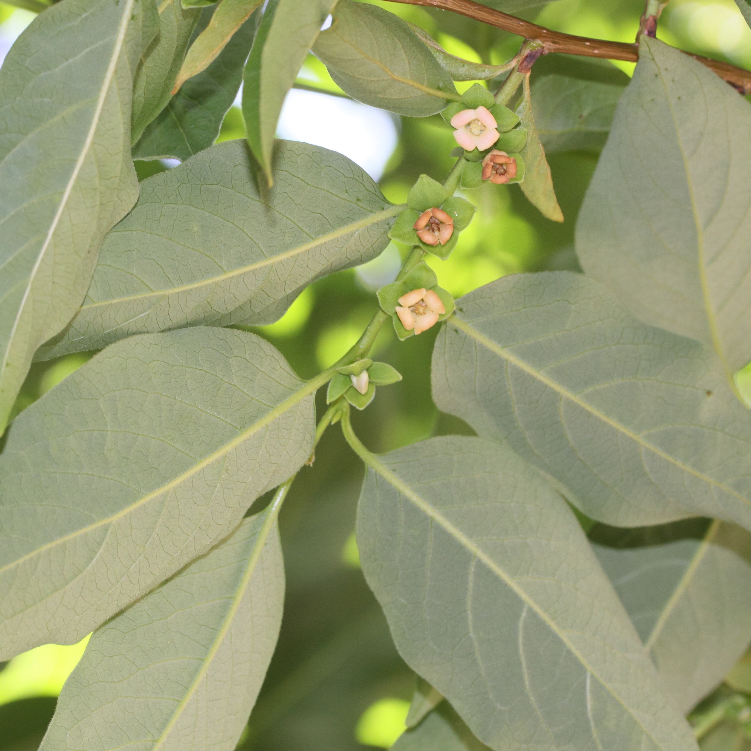 Afficher le média diospyros_lotus5md diospyros_lotus5md