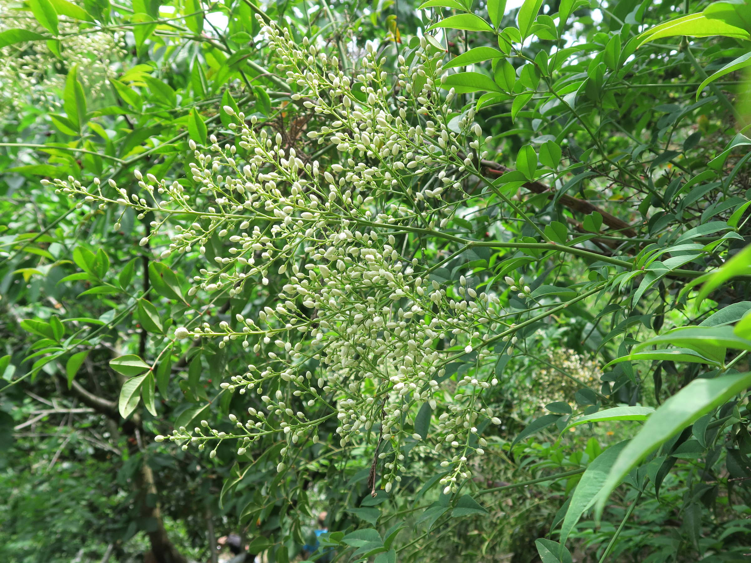 Afficher le média nandina_domestica5md nandina_domestica5md