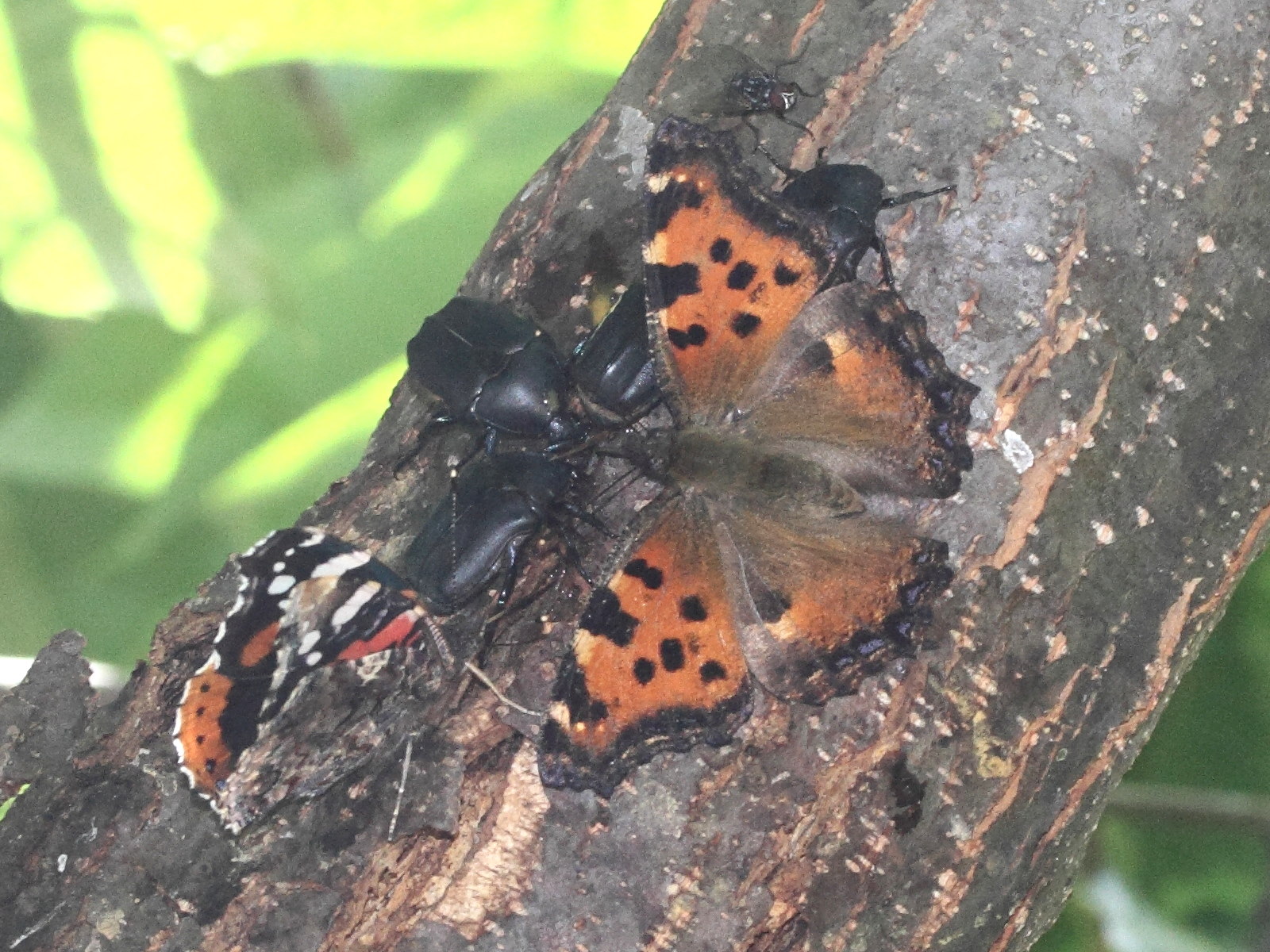 nymphalis_polychloros2md