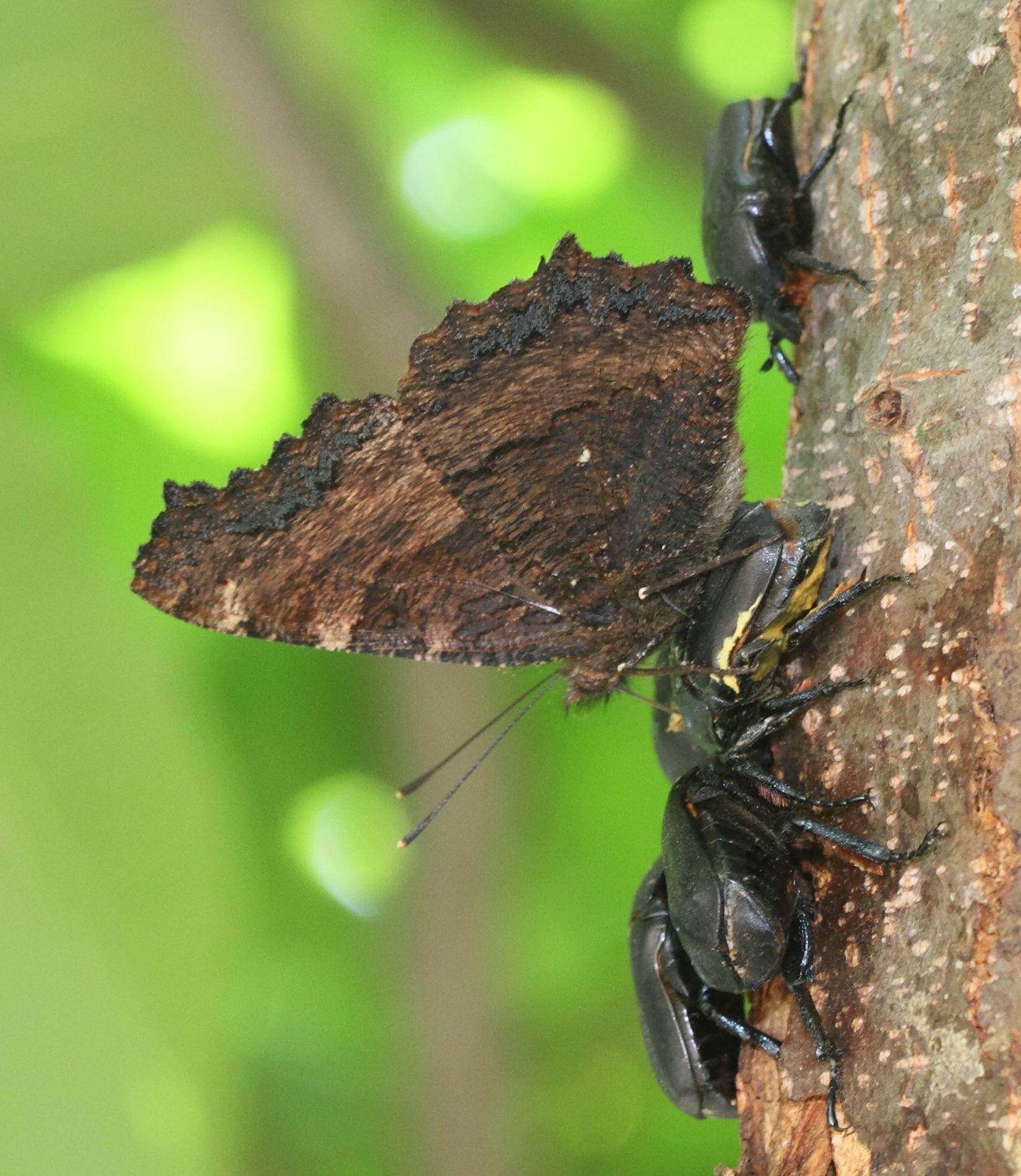 nymphalis_polychloros3md