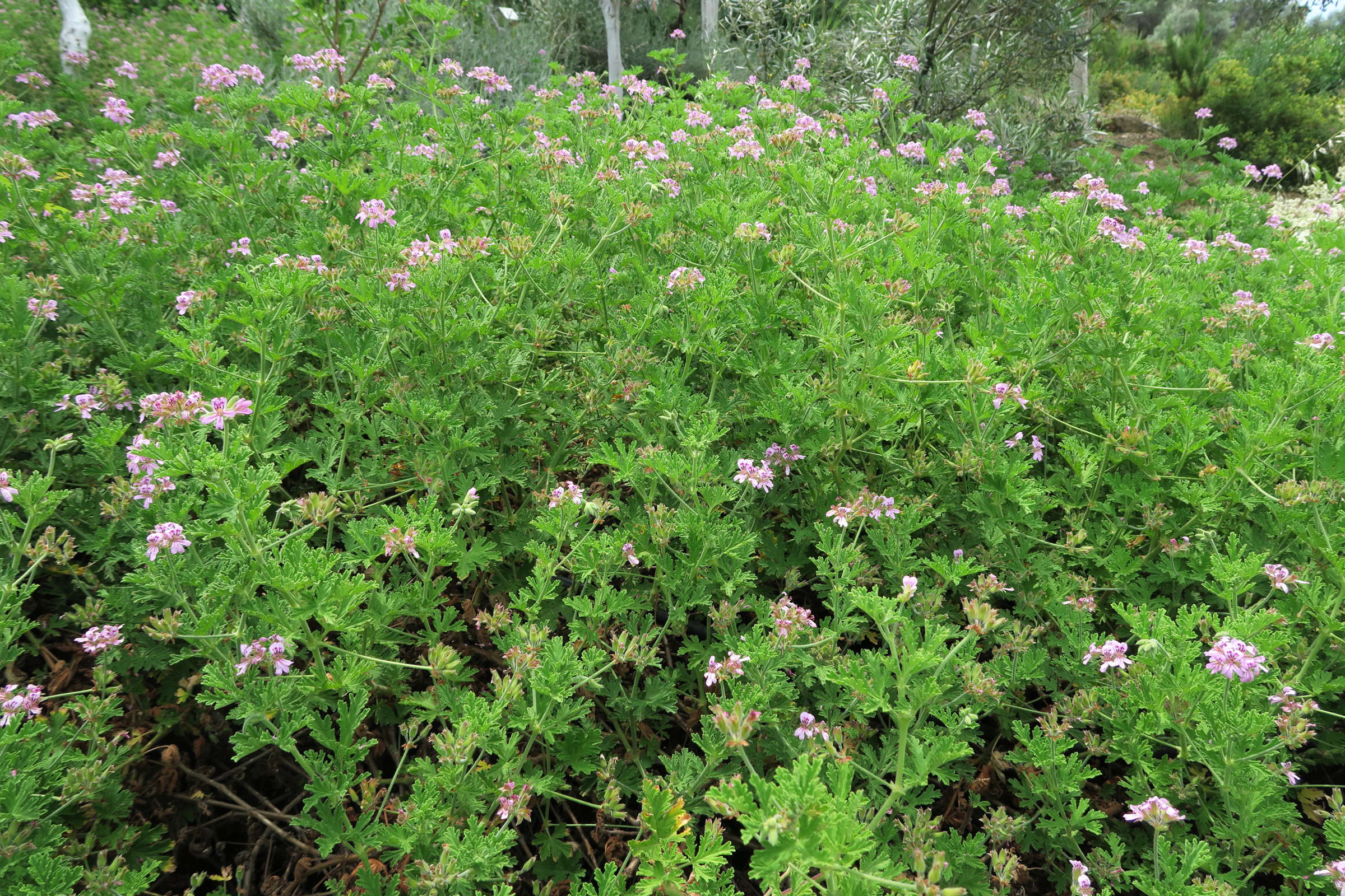 pelargonium_odoratissimum3md