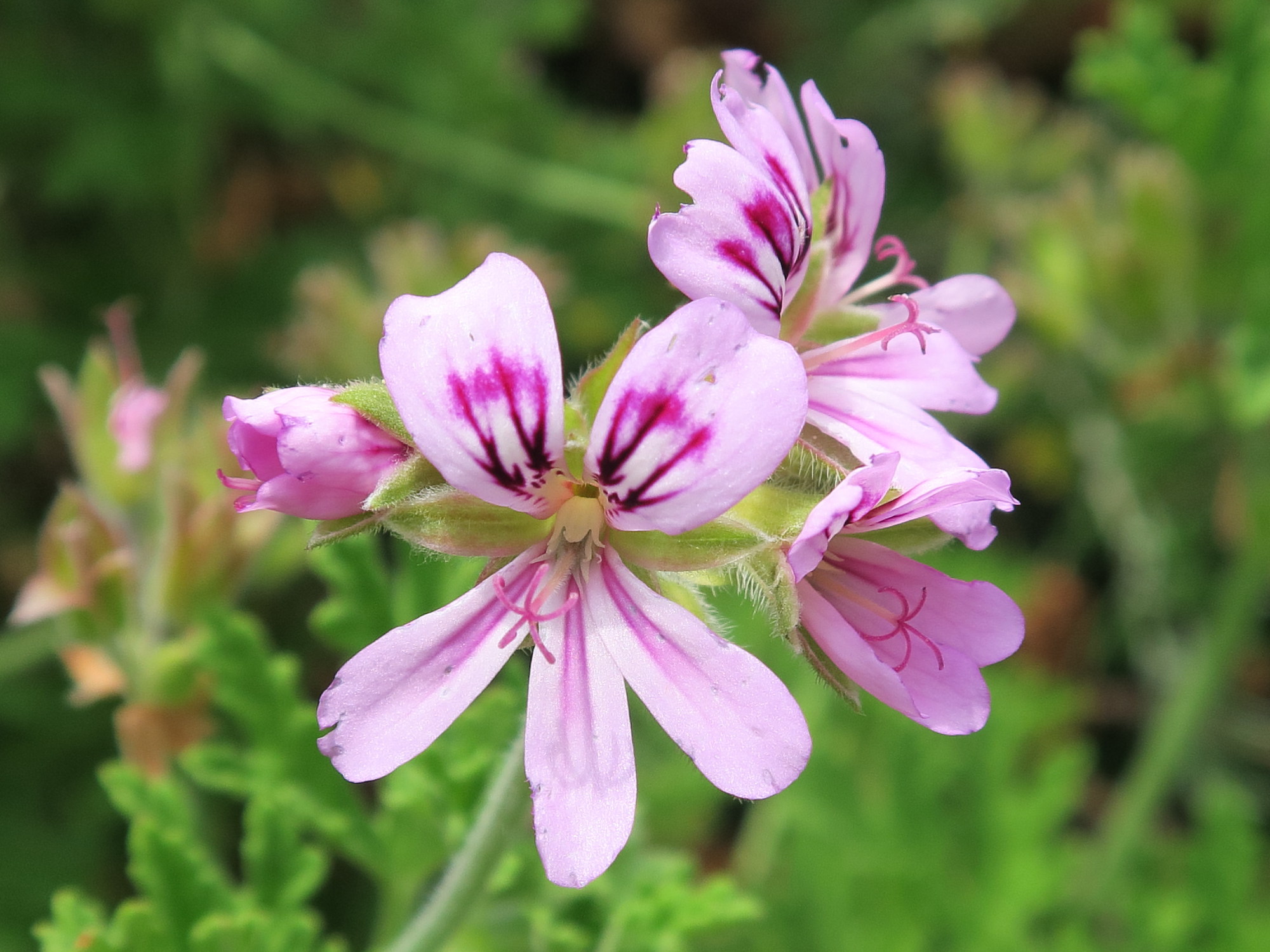 pelargonium_odoratissimum4md