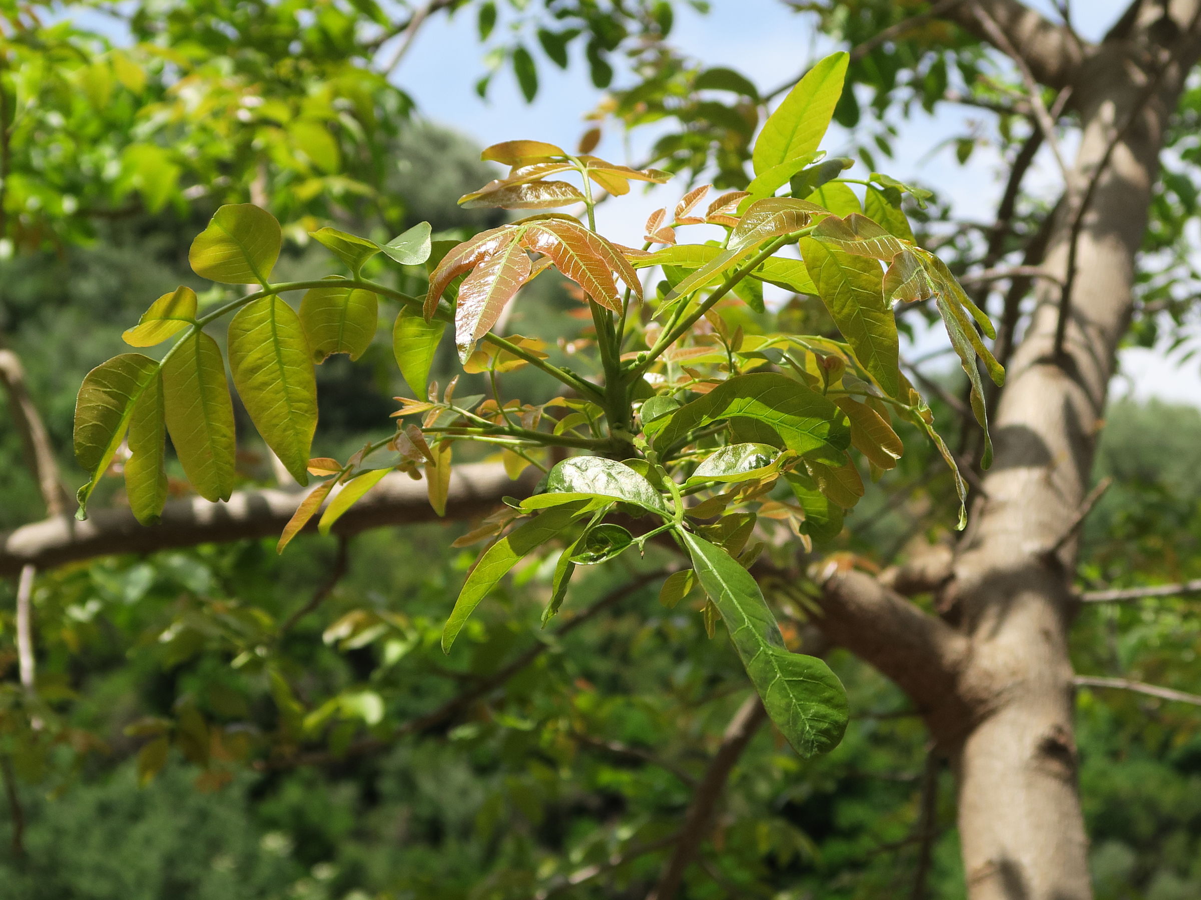 Afficher le média pleiogynium_timorense2md pleiogynium_timorense2md