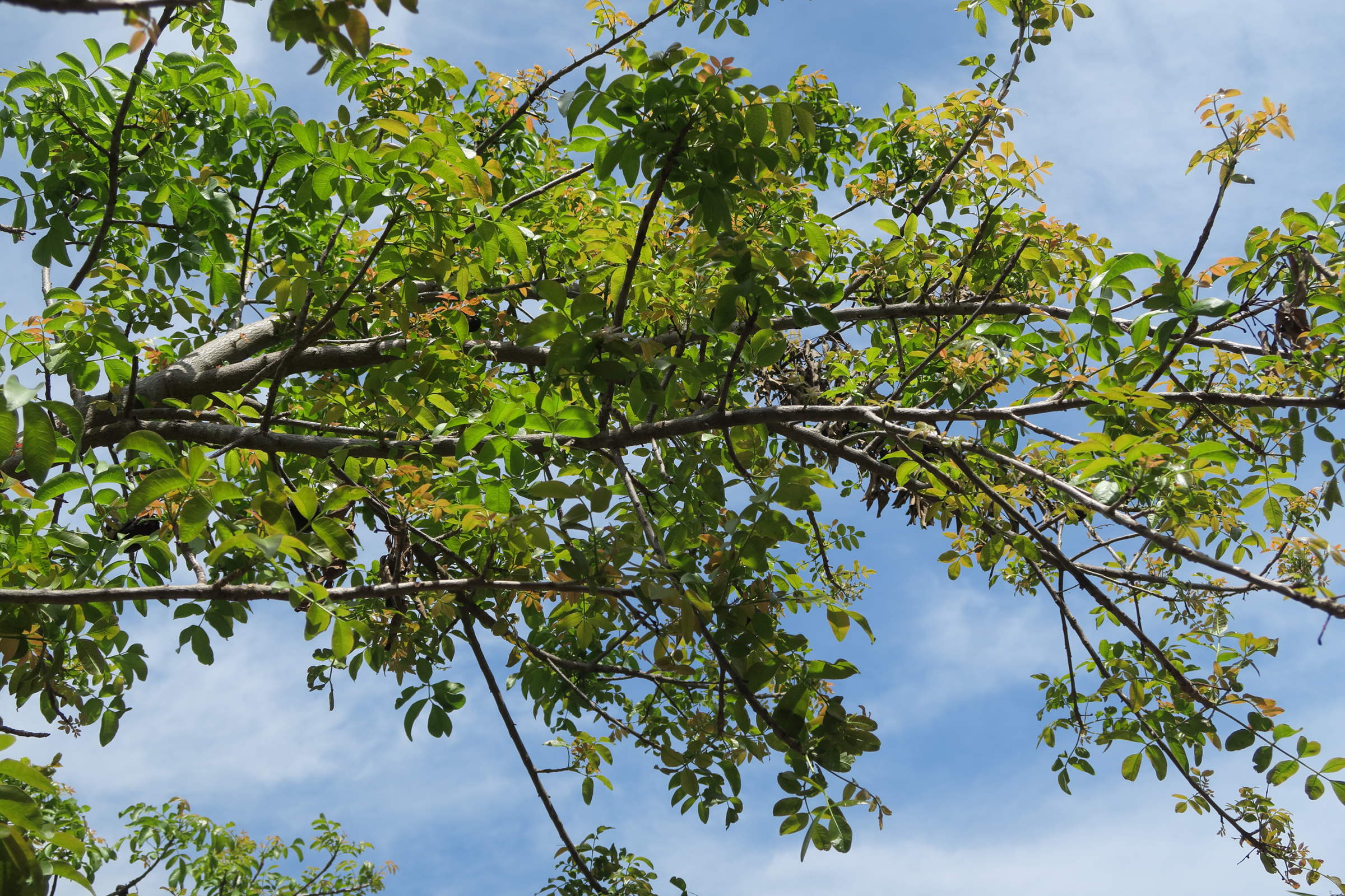 Afficher le média pleiogynium_timorense3md pleiogynium_timorense3md