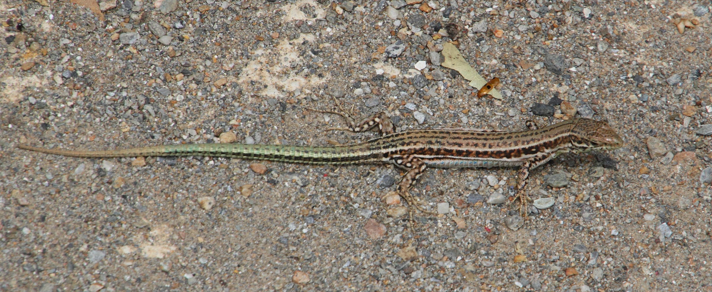 podarcis_creticus3md