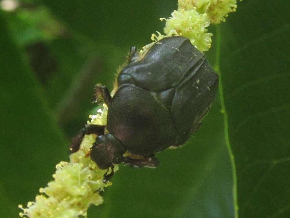 protaetia_cretica2bd