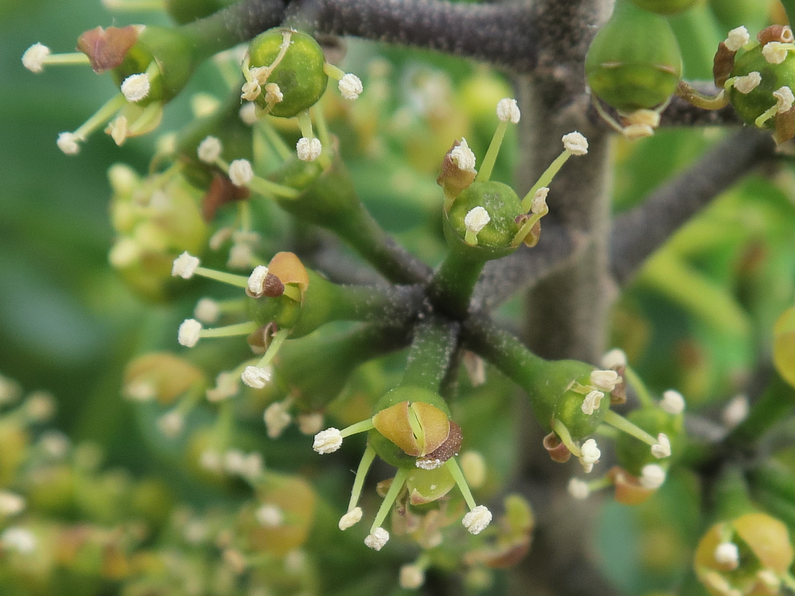 schefflera_arboricola3md