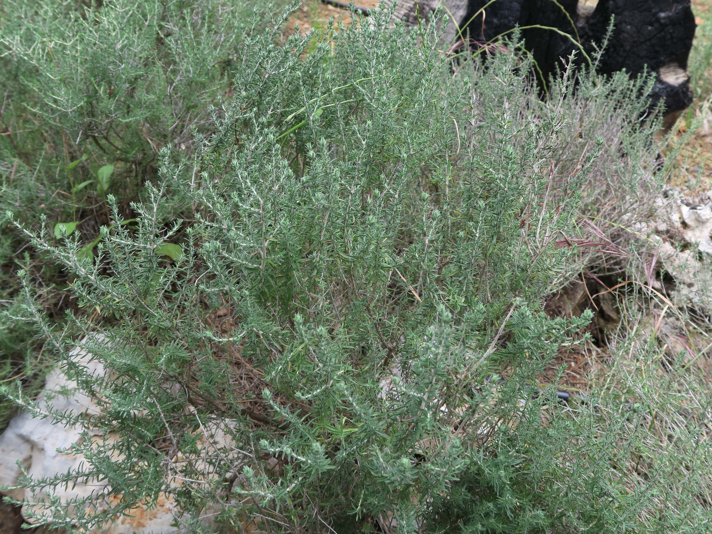 coridothymus_capitatus1md