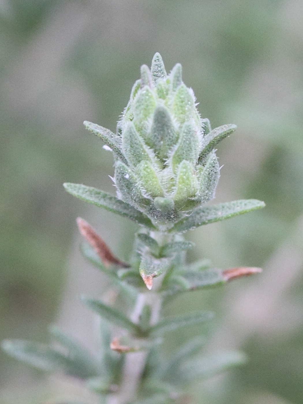 coridothymus_capitatus2md