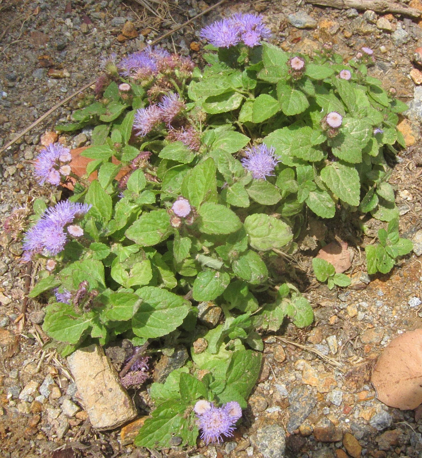 Afficher le média ageratum_houstonianum1bd ageratum_houstonianum1bd