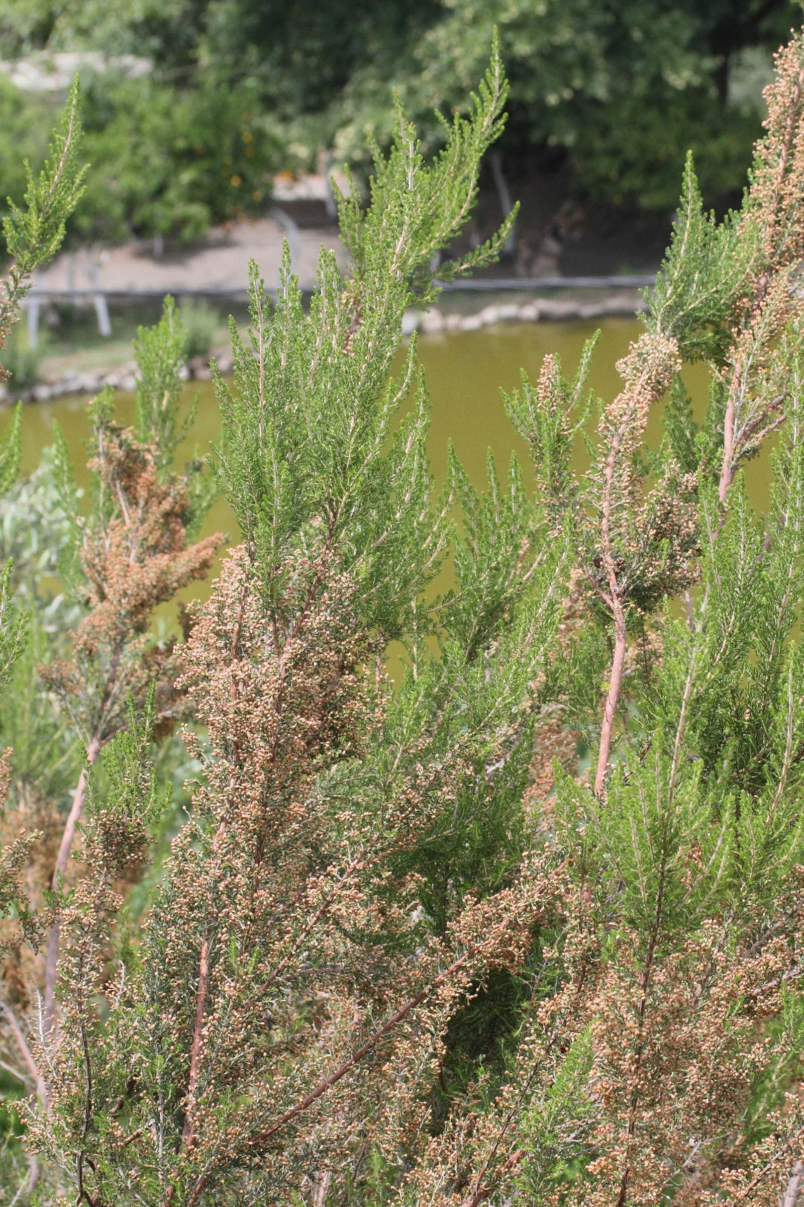 erica_manipuliflora1md