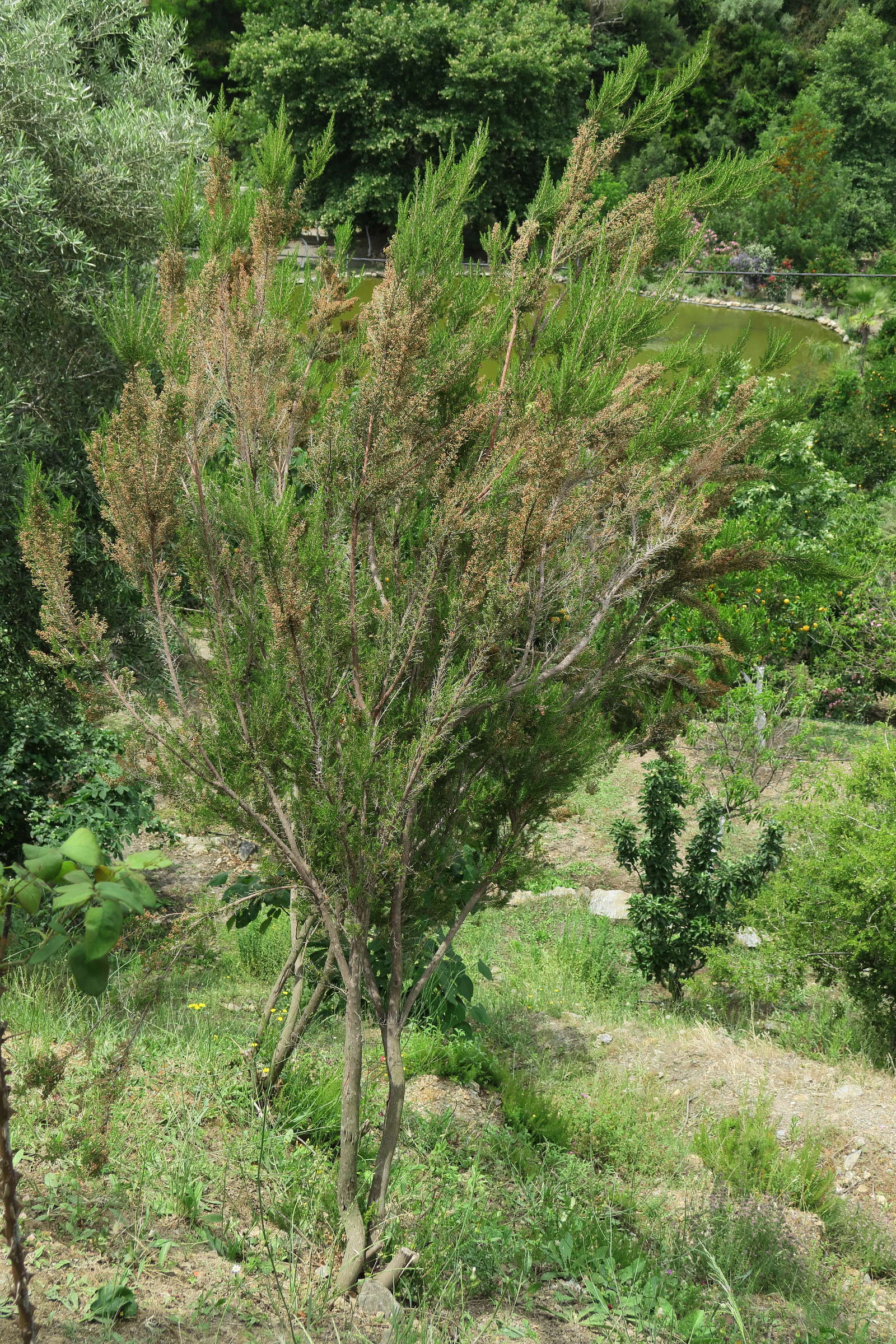 erica_manipuliflora2md