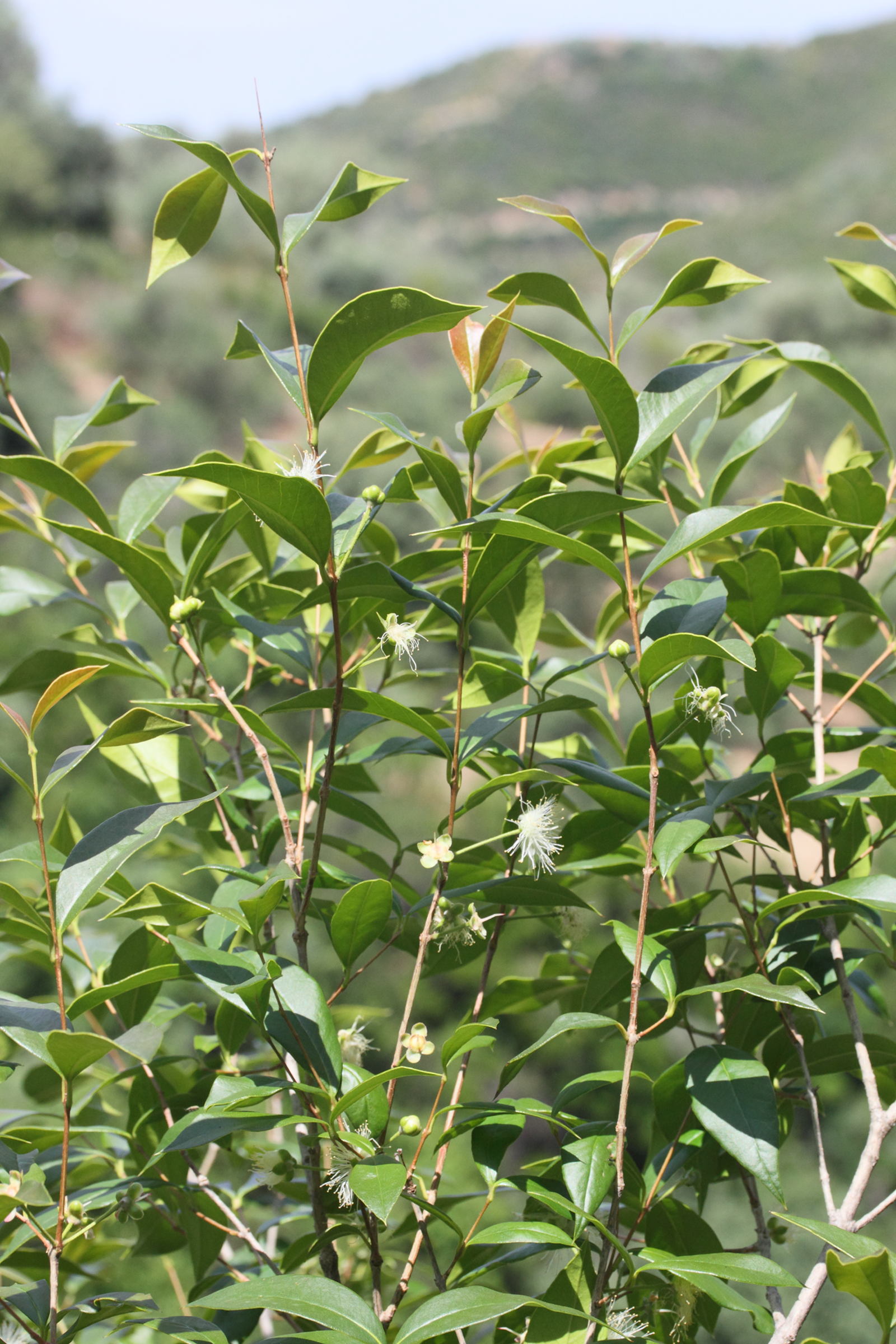 Afficher le média eugenia_brasiliensis1md eugenia_brasiliensis1md