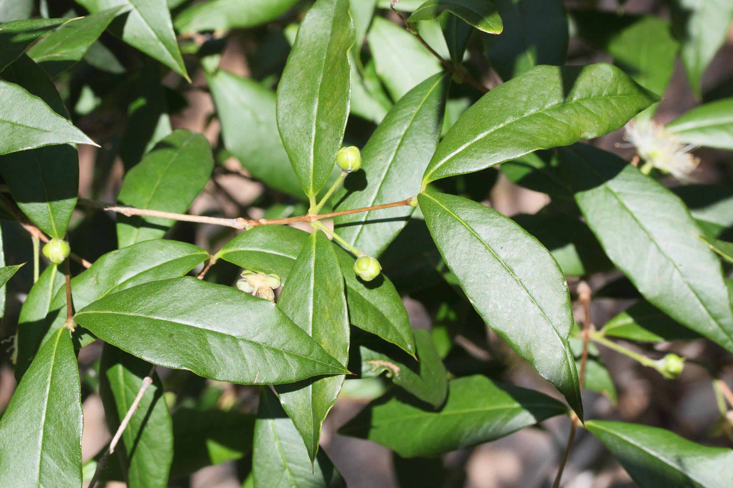 Afficher le média eugenia_brasiliensis2md eugenia_brasiliensis2md