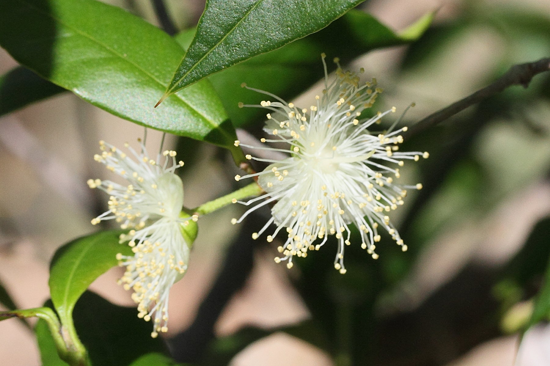 Afficher le média eugenia_brasiliensis3md eugenia_brasiliensis3md