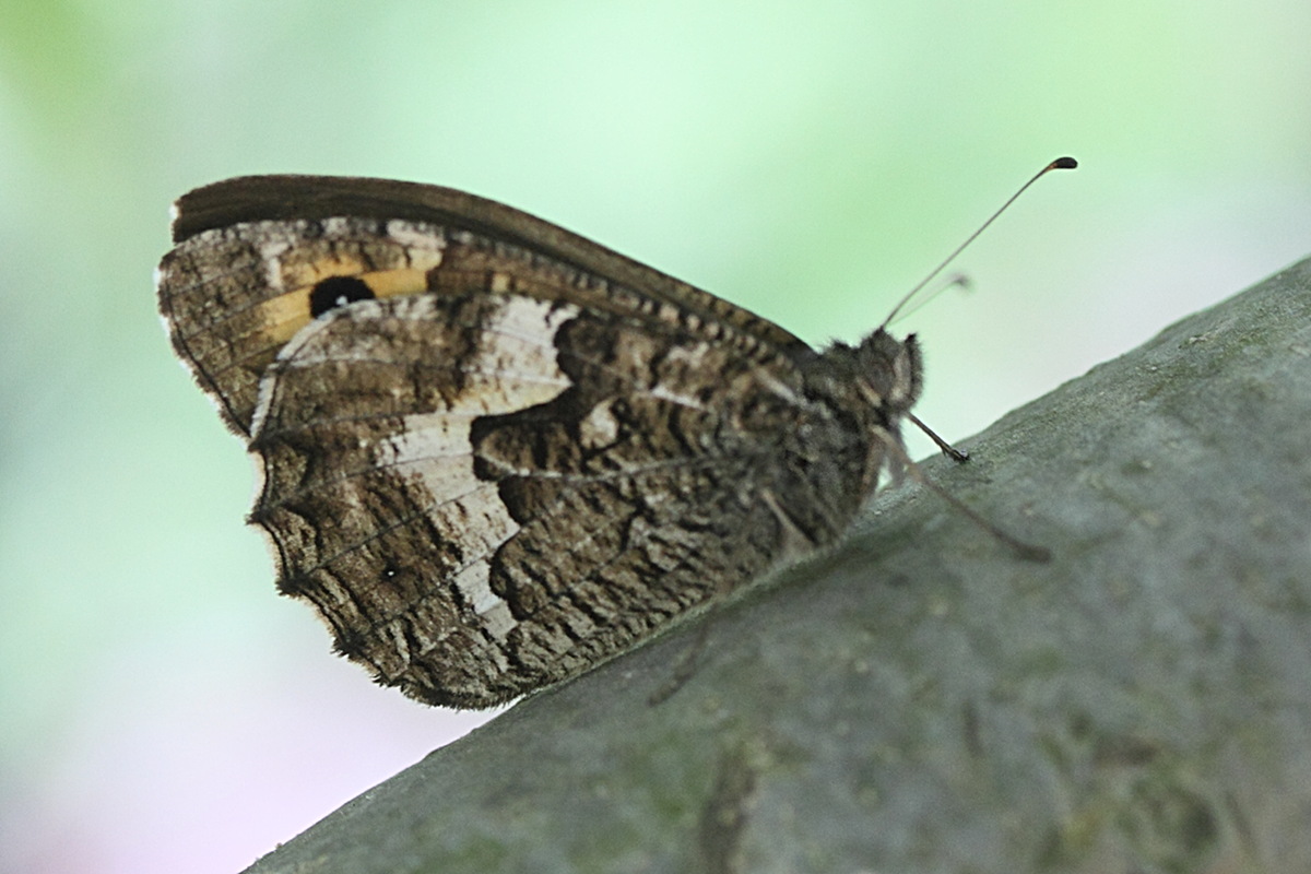 hipparchia_cretica1md