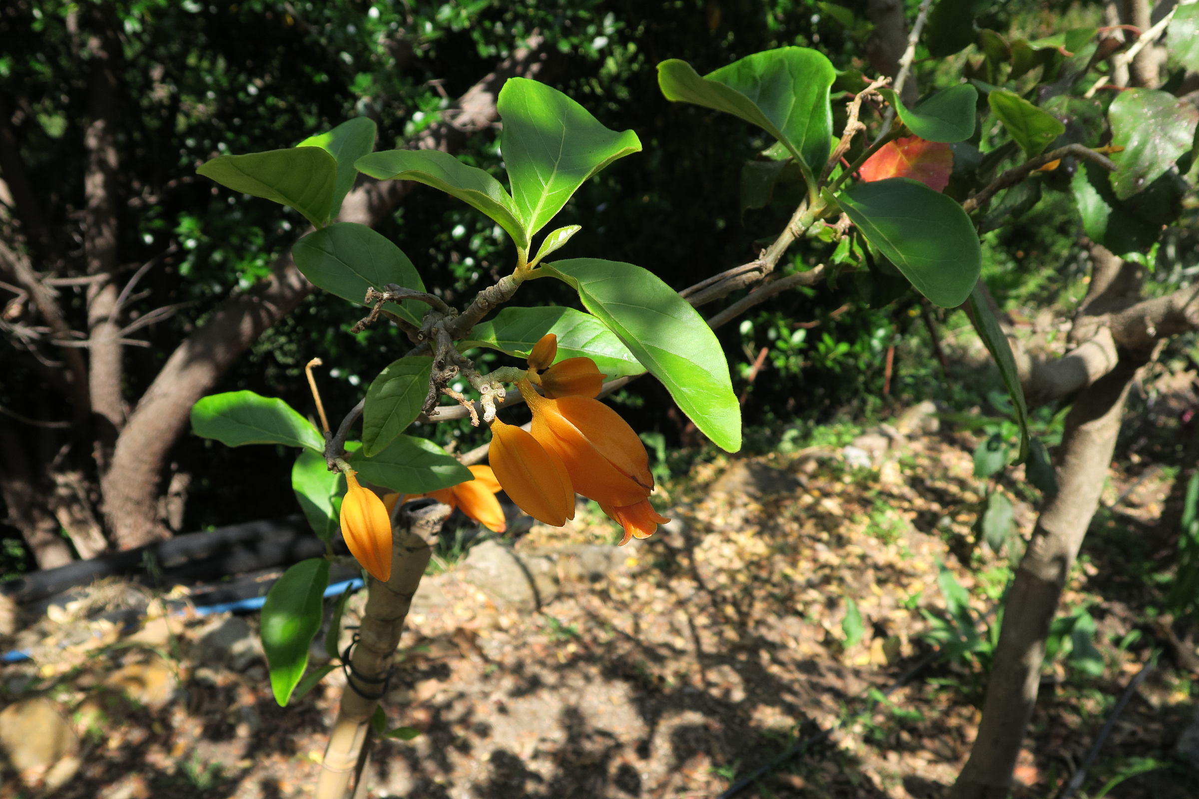 Afficher le média juanulloa_mexicana1md juanulloa_mexicana1md