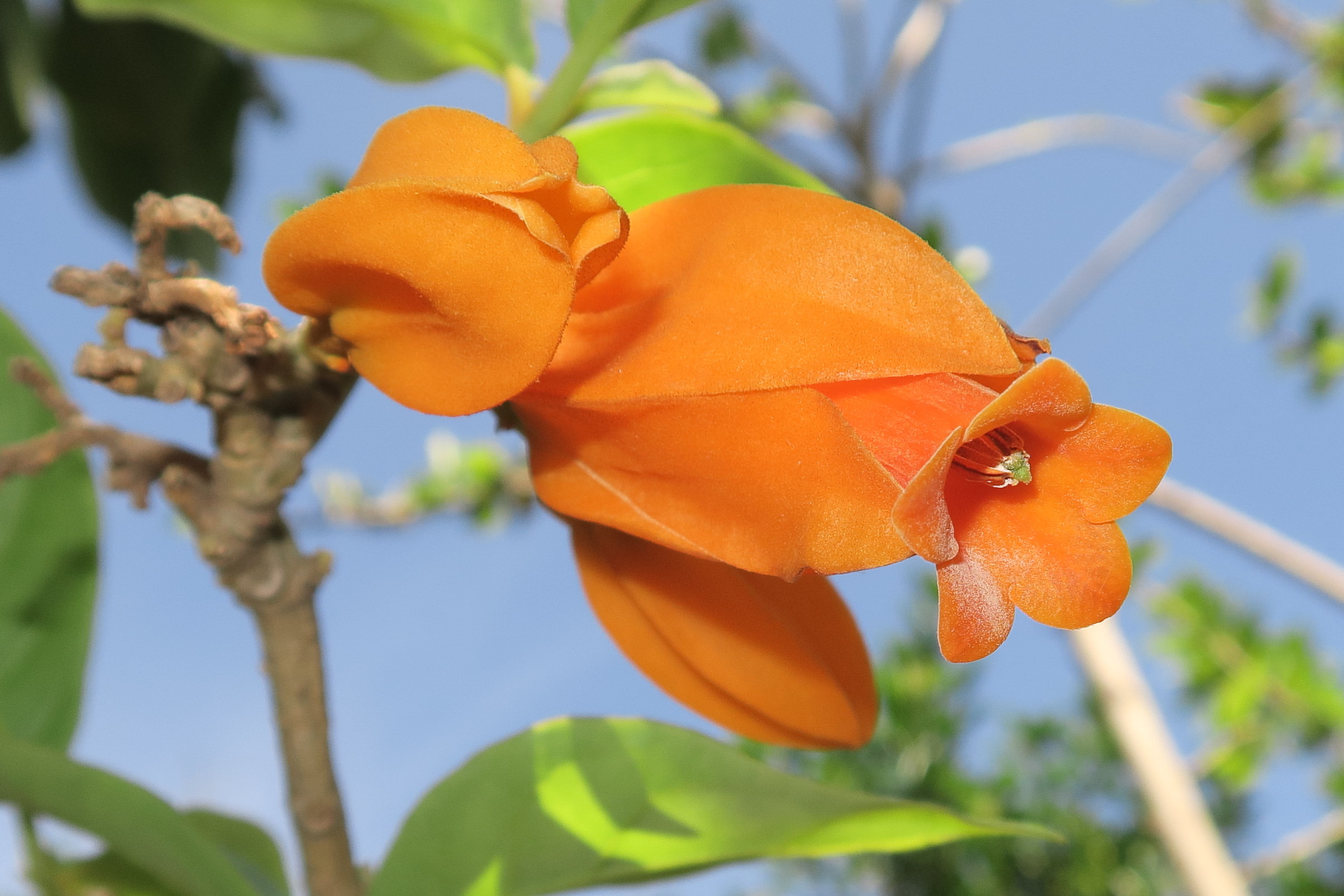 Afficher le média juanulloa_mexicana2md juanulloa_mexicana2md