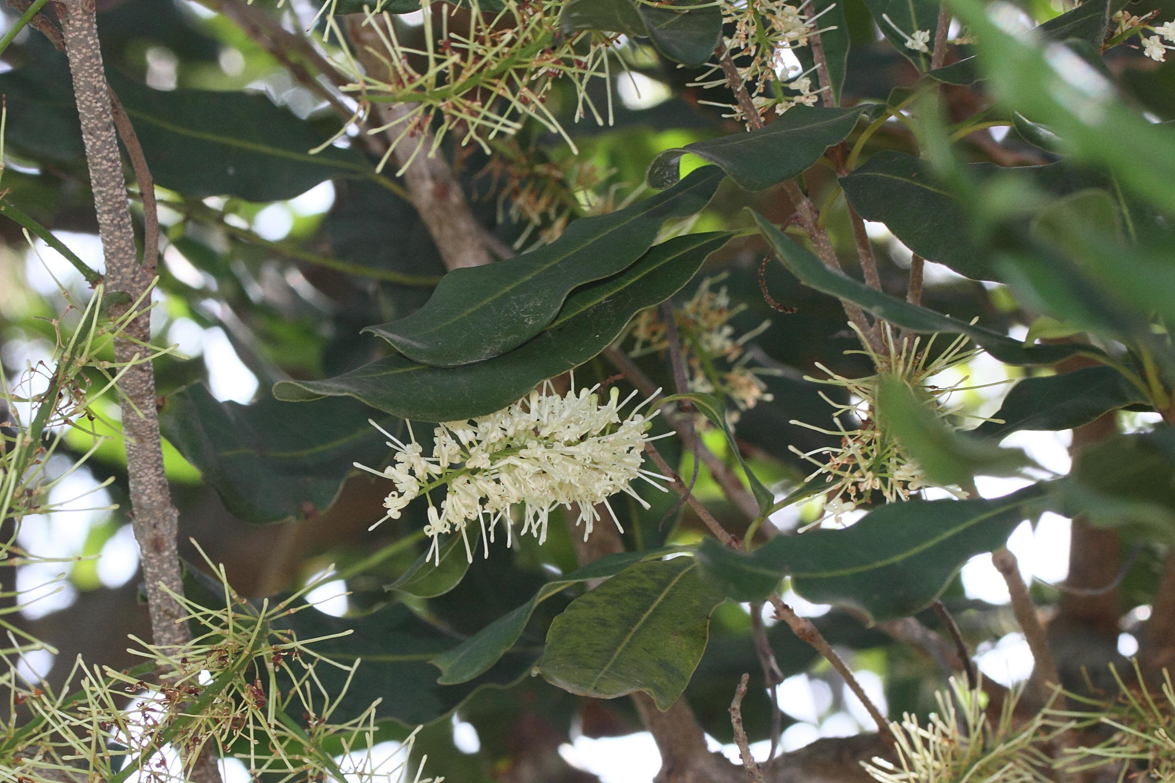 Afficher le média macadamia_integrifolia1md macadamia_integrifolia1md