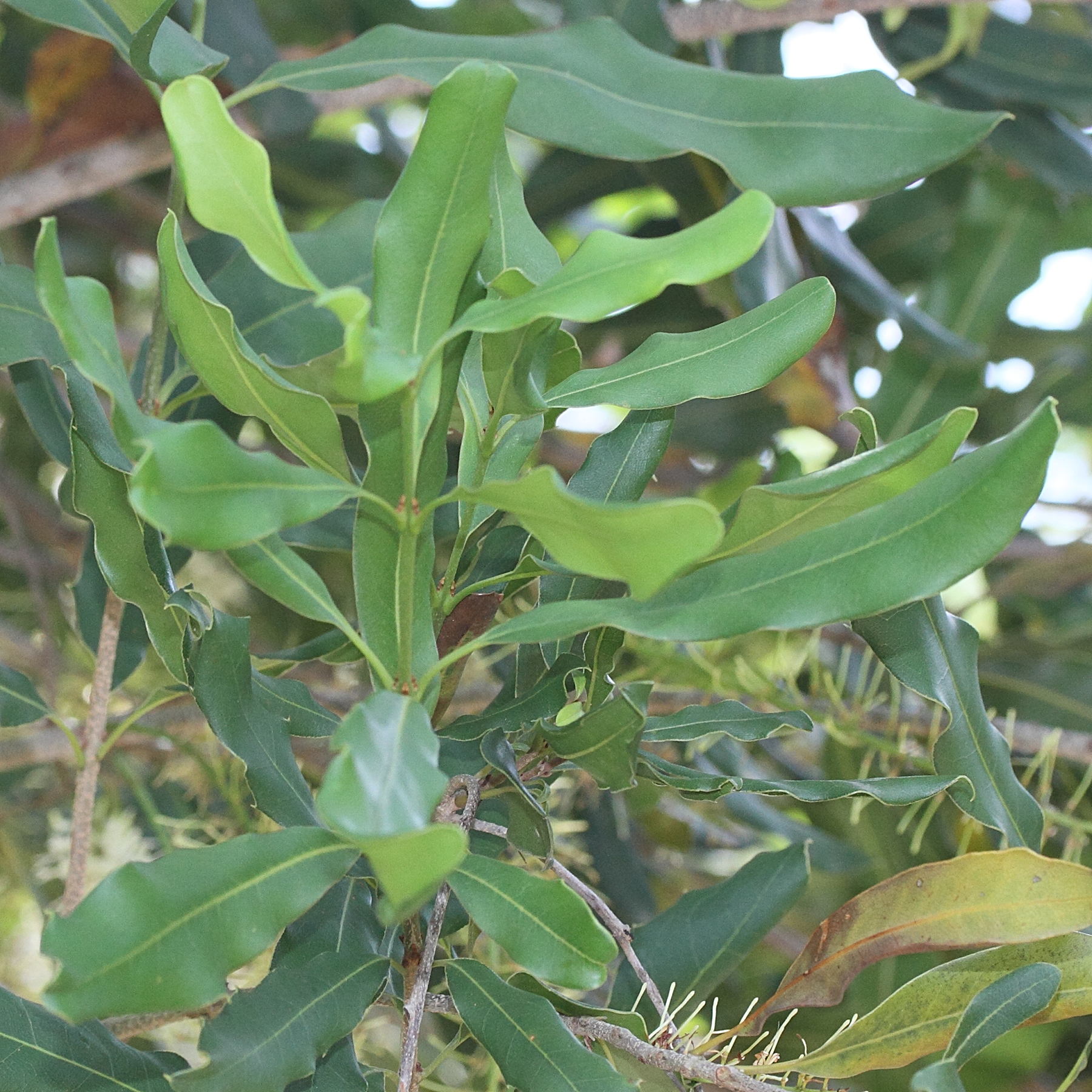 Afficher le média macadamia_integrifolia2md macadamia_integrifolia2md