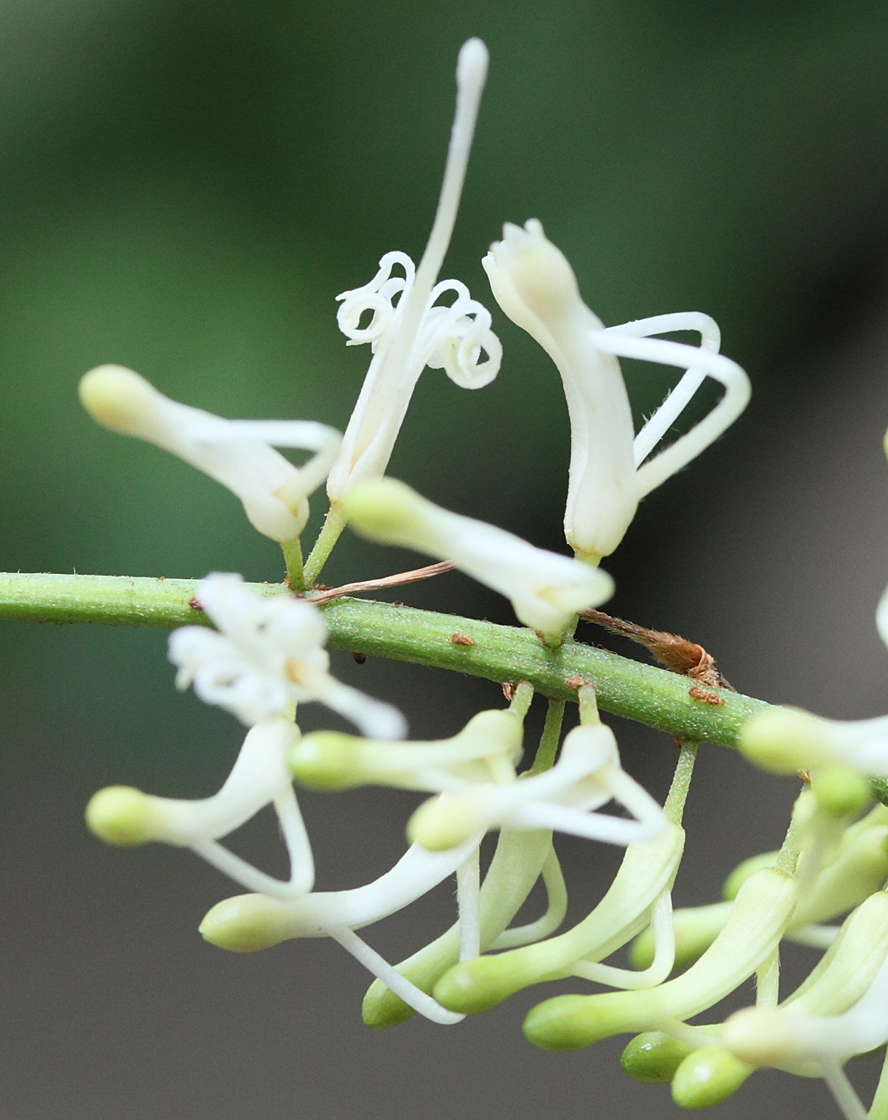 Afficher le média macadamia_integrifolia3md macadamia_integrifolia3md