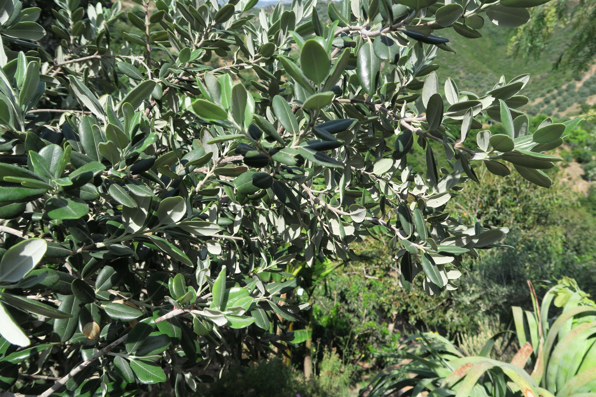 Afficher le média metrosideros_excelsa1md metrosideros_excelsa1md