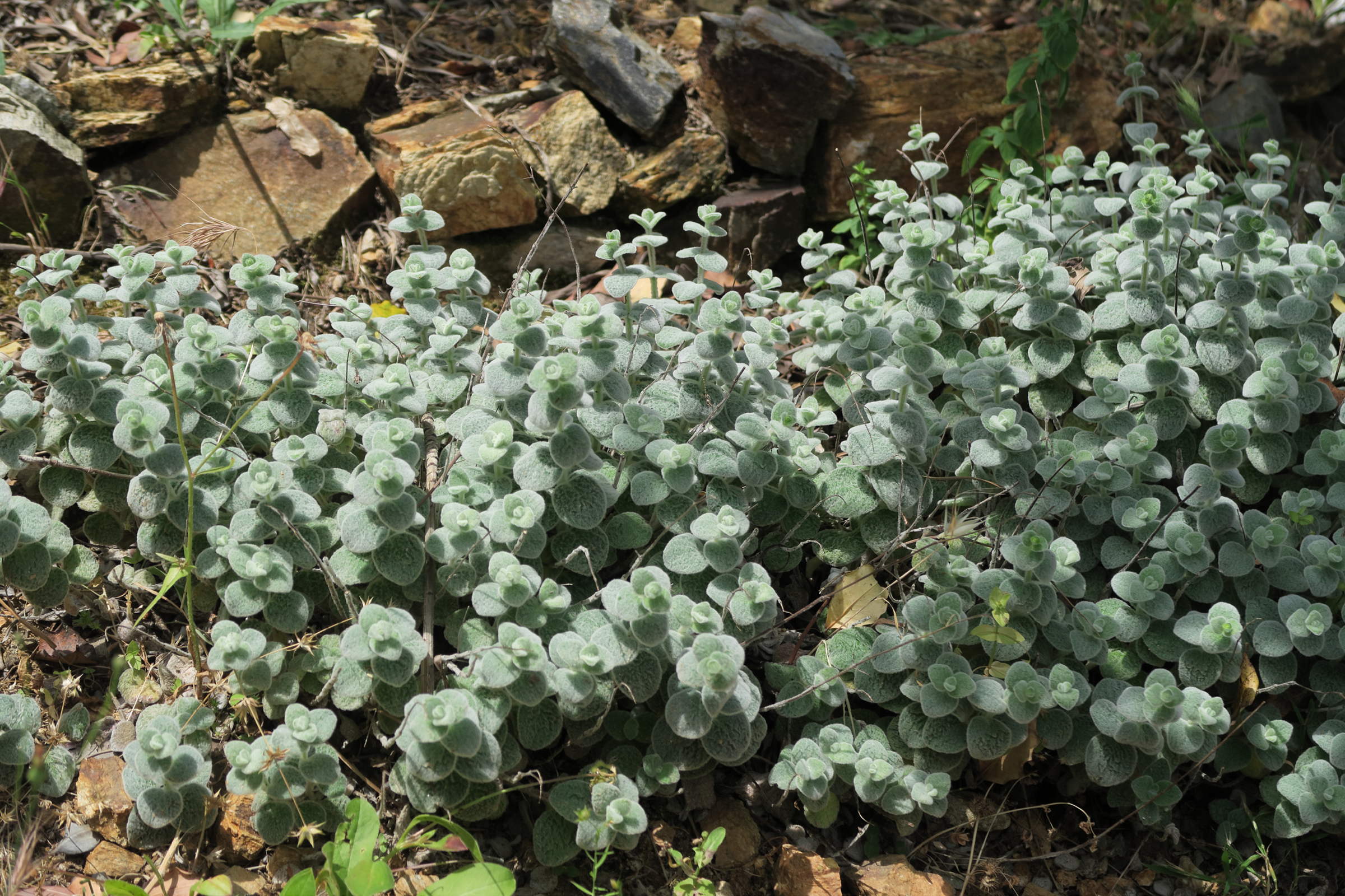 origanum_dictamnus1md