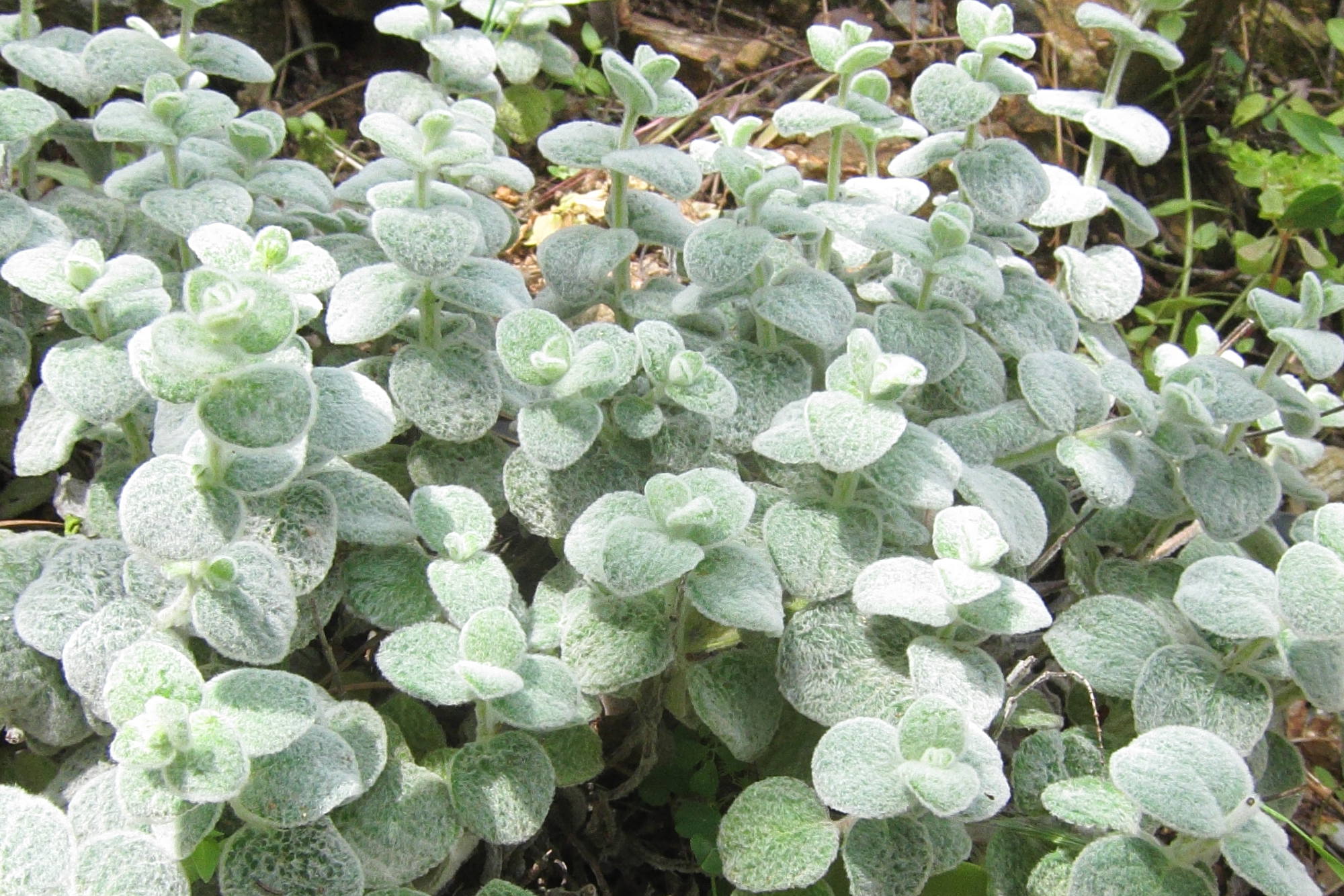 origanum_dictamnus2bd