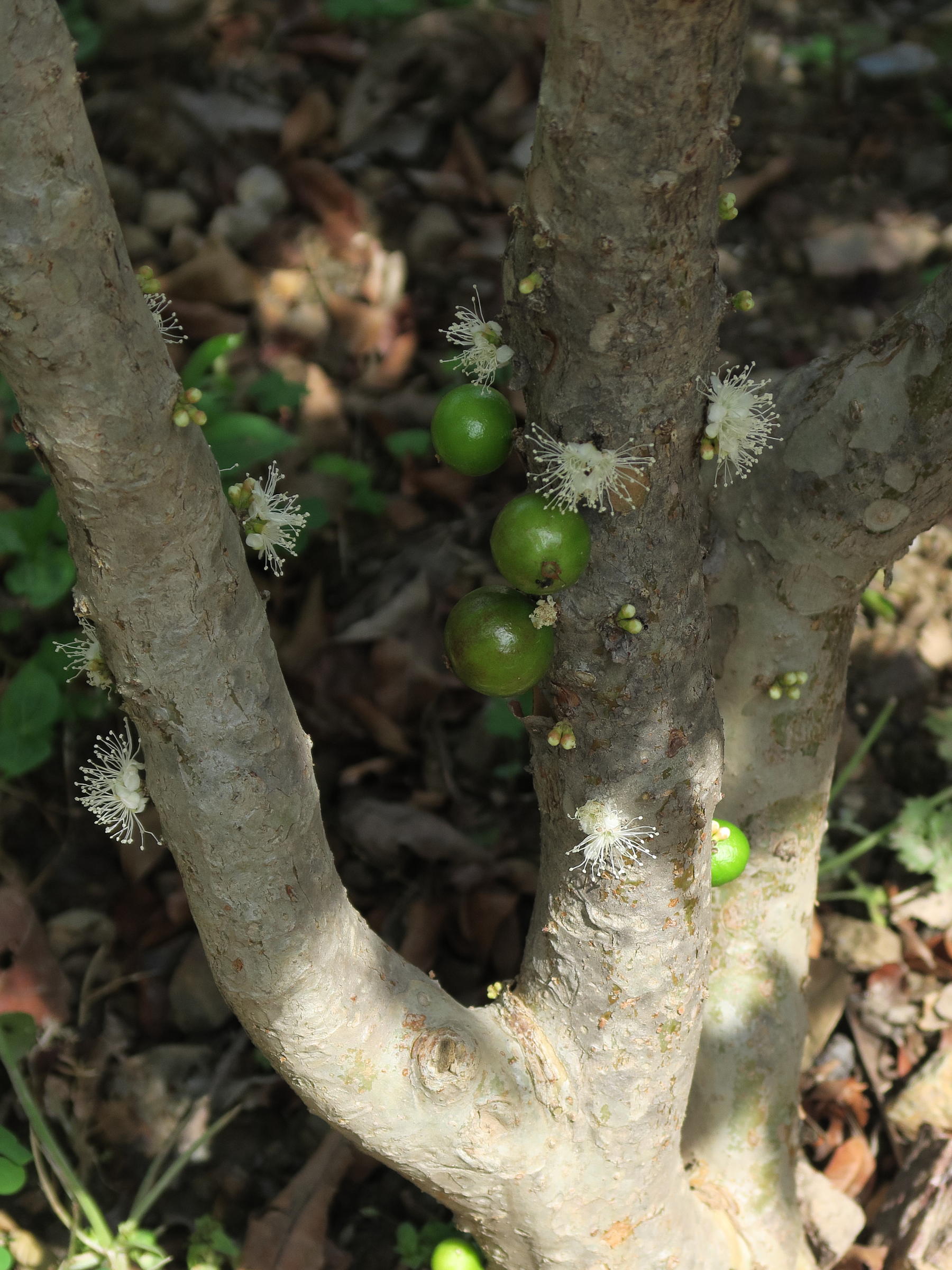 Afficher le média plinia_cauliflora2md plinia_cauliflora2md