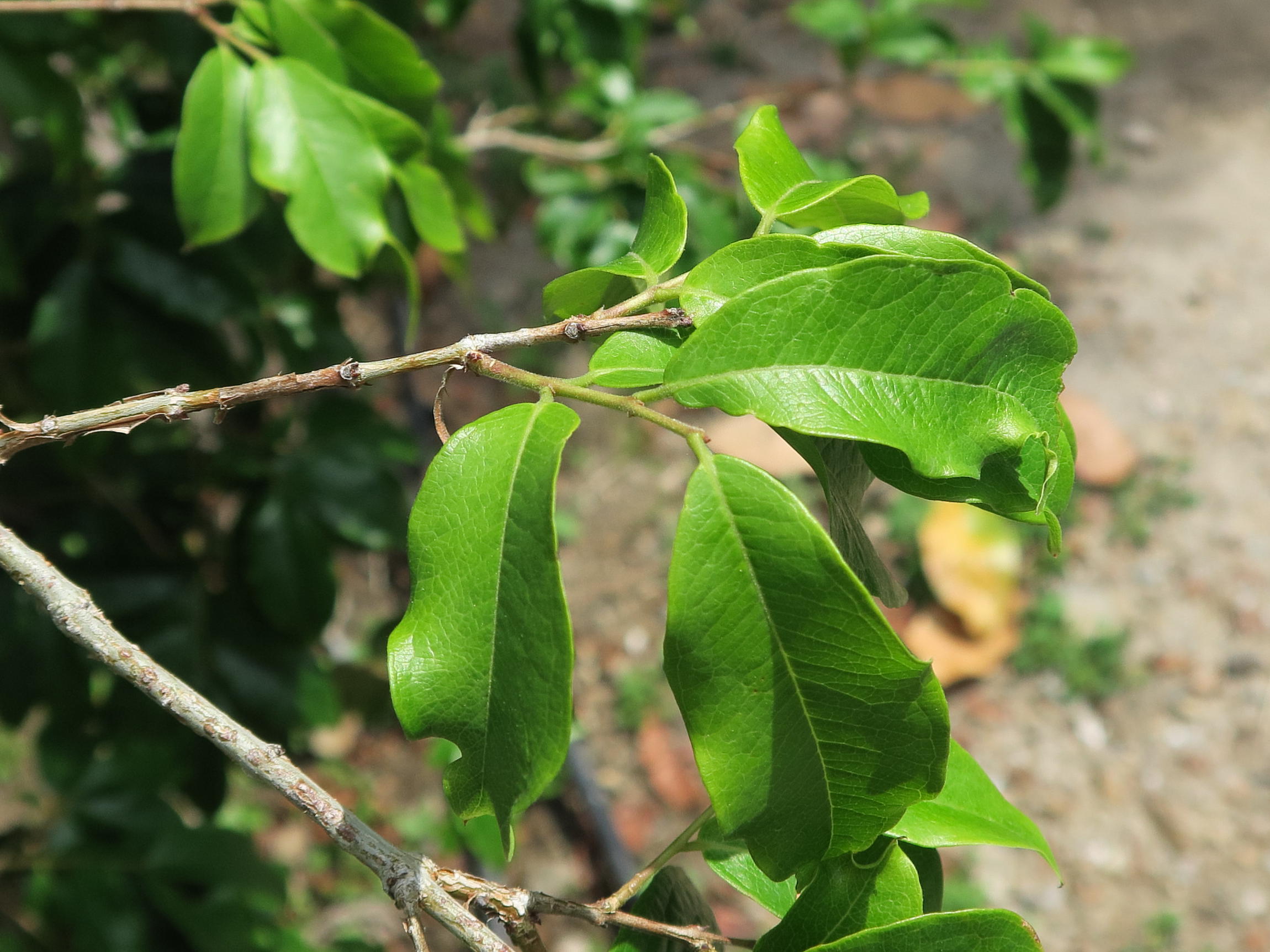 Afficher le média plinia_cauliflora3md plinia_cauliflora3md