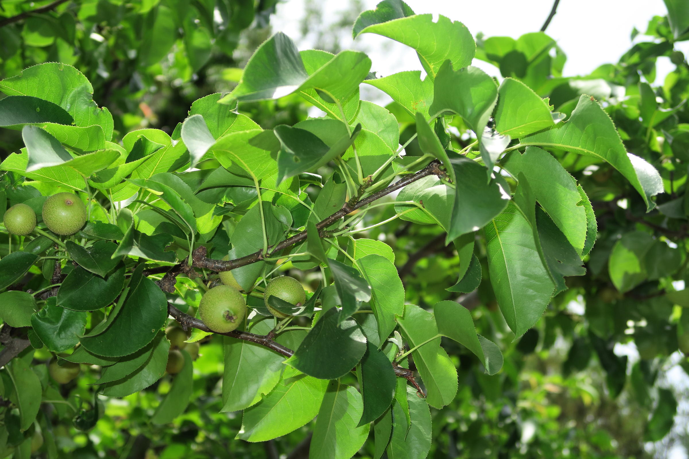 pyrus_pyrifolia1md