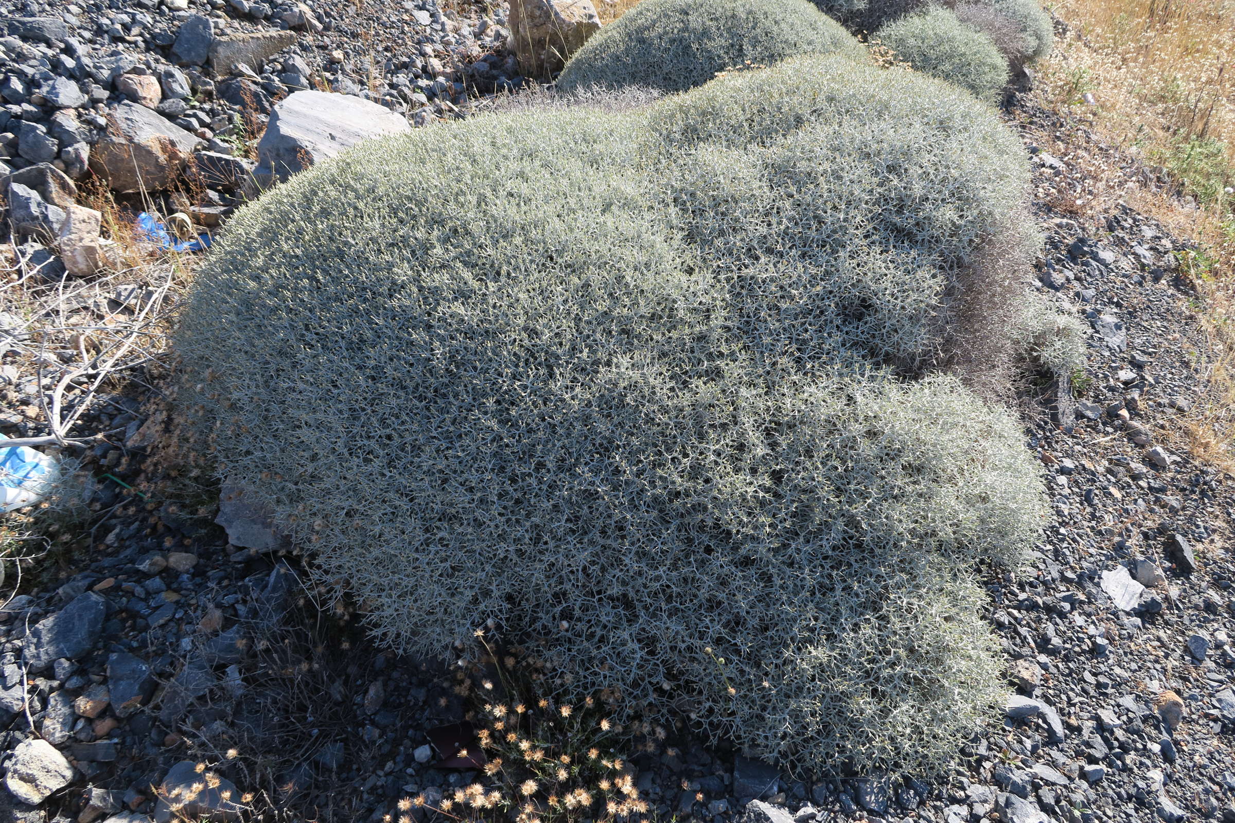 Afficher le média centaurea_spinosa1md centaurea_spinosa1md