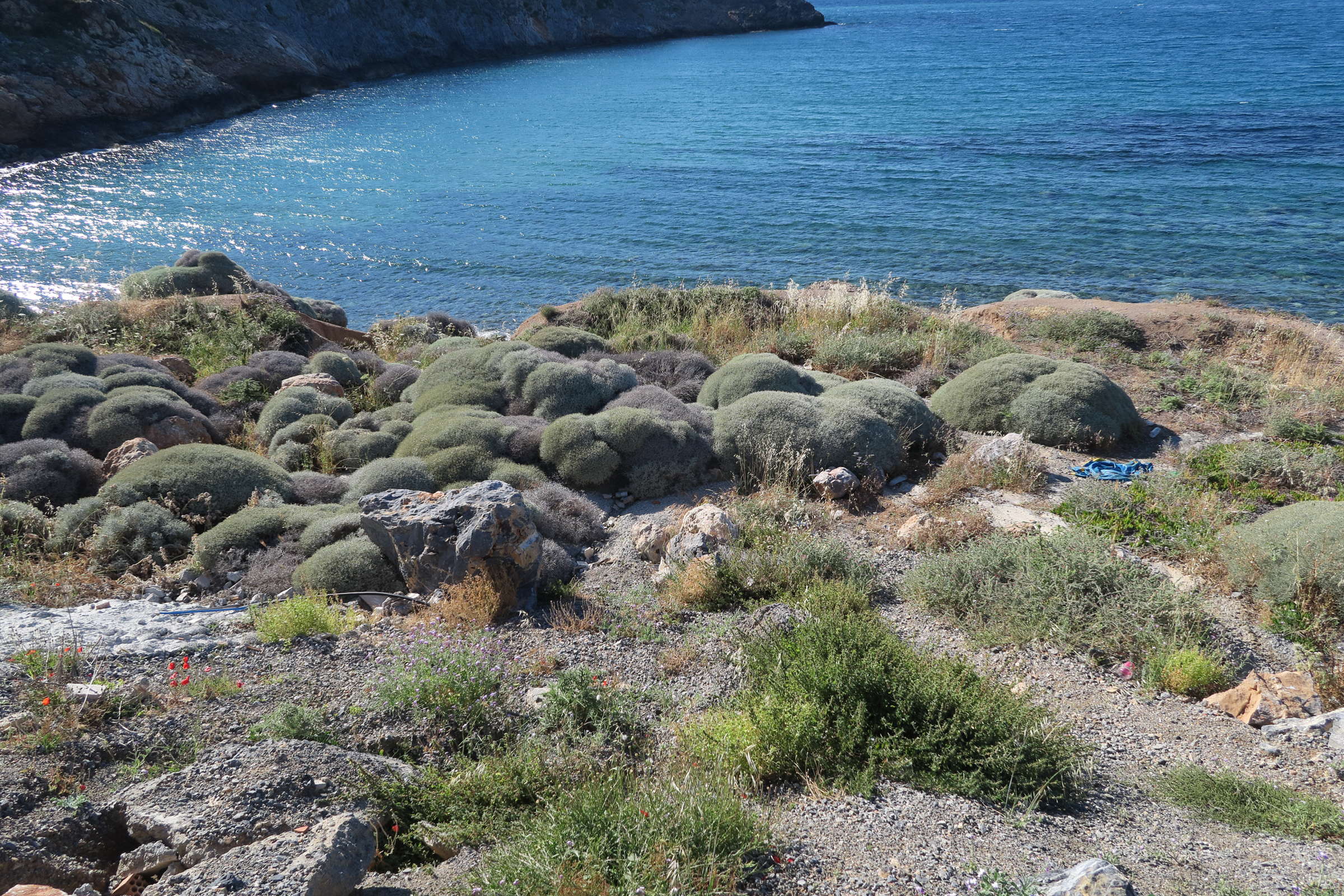 Afficher le média centaurea_spinosa2md centaurea_spinosa2md